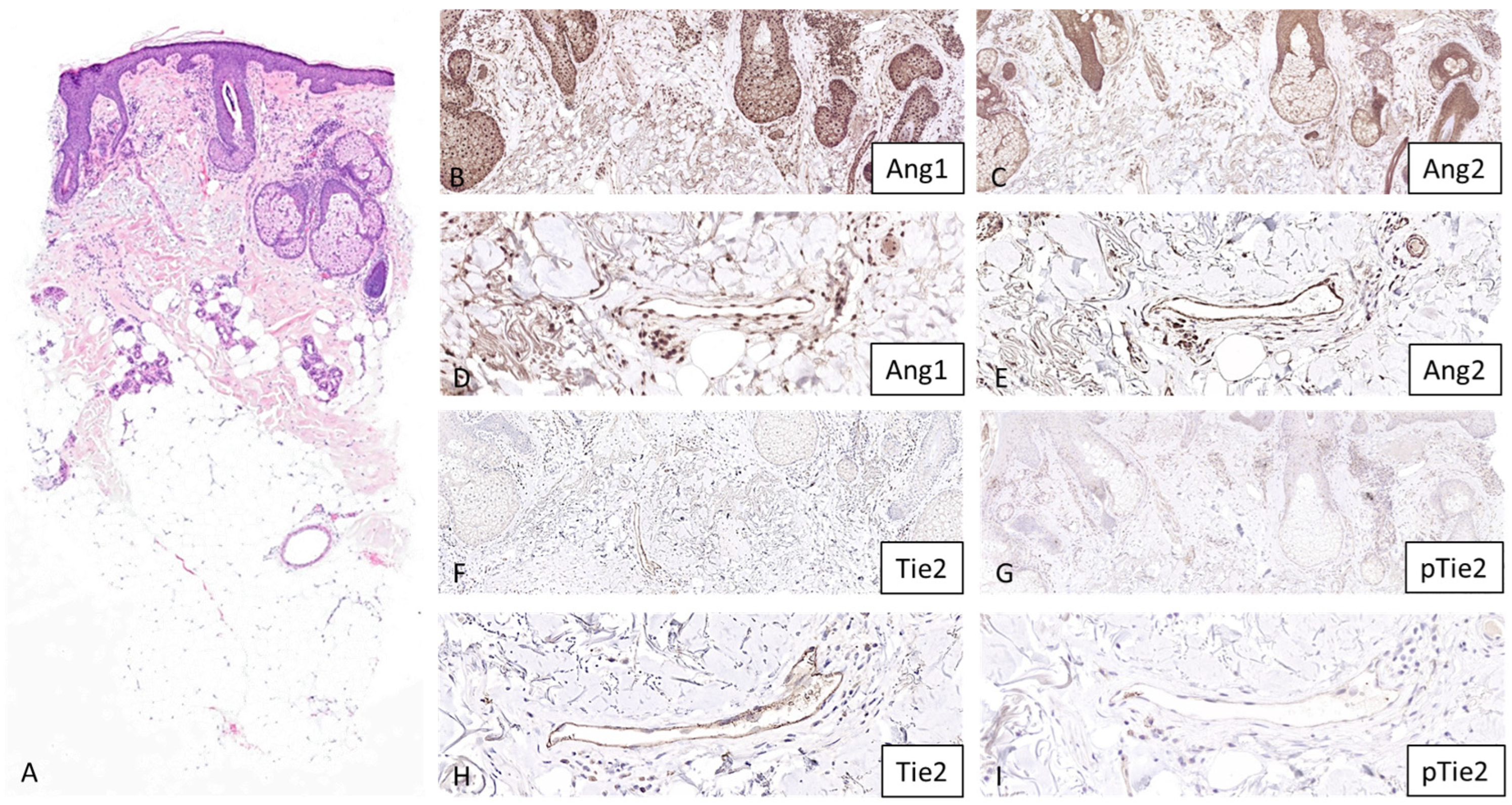 Dermatopathology 13 00002 g002 Dermatopathology 13 00002 g002
