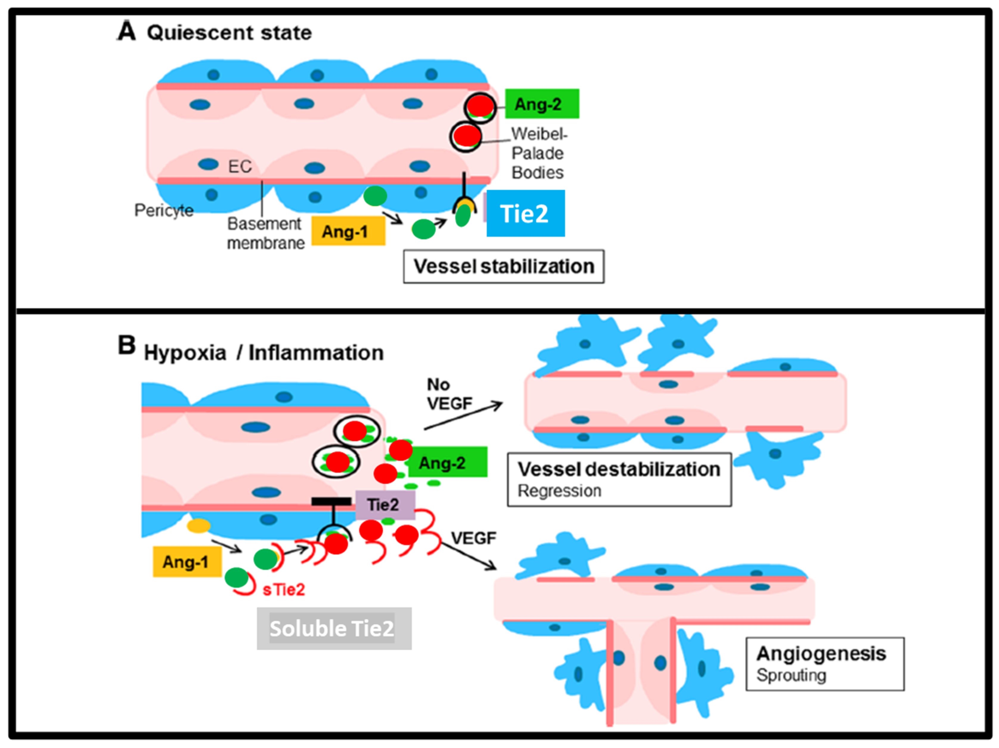 Dermatopathology 13 00002 g004 Dermatopathology 13 00002 g004