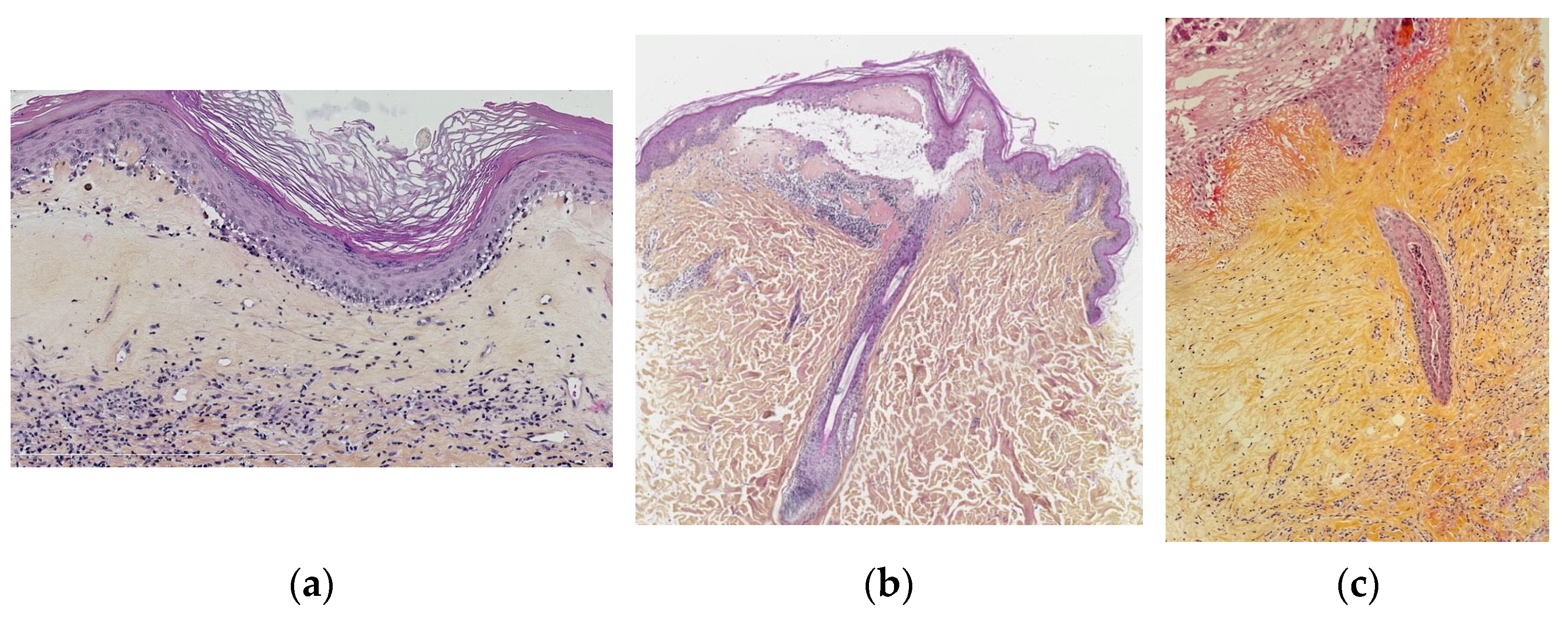 Dermatopathology 13 00012 g001