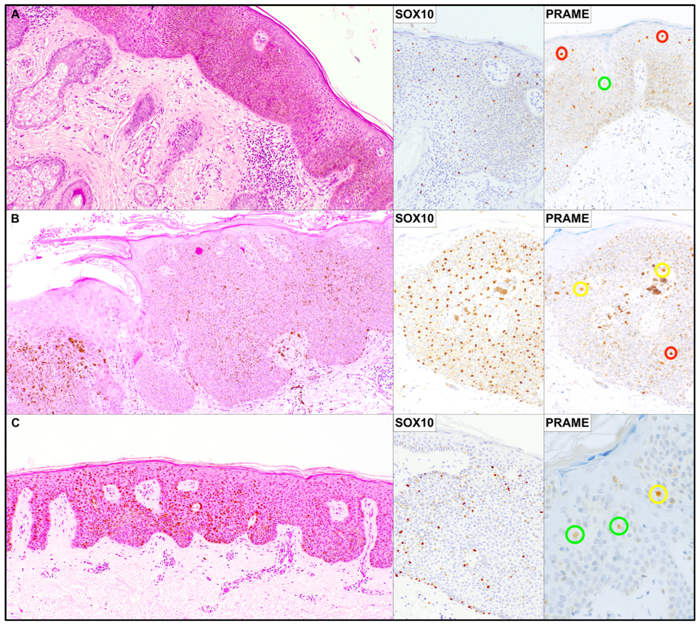 Dermatopathology 13 00014 g001