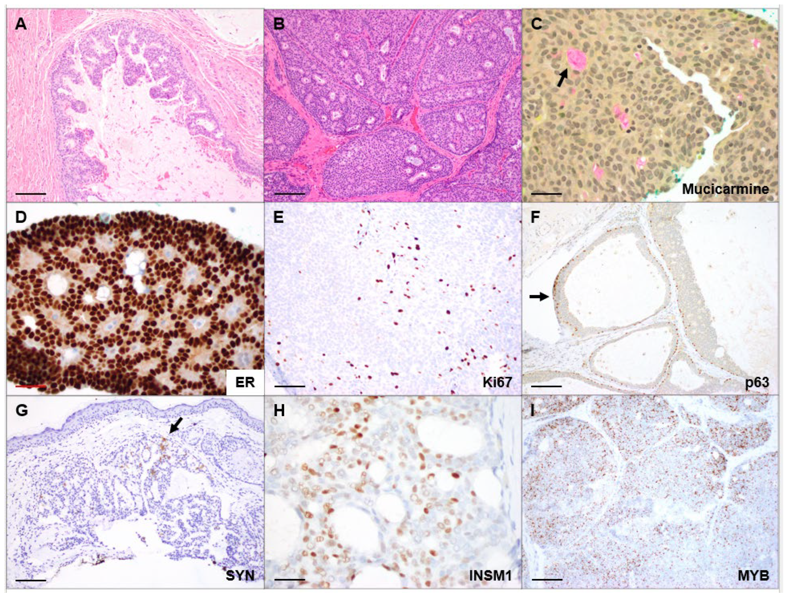 Dermatopathology 13 00048 g001