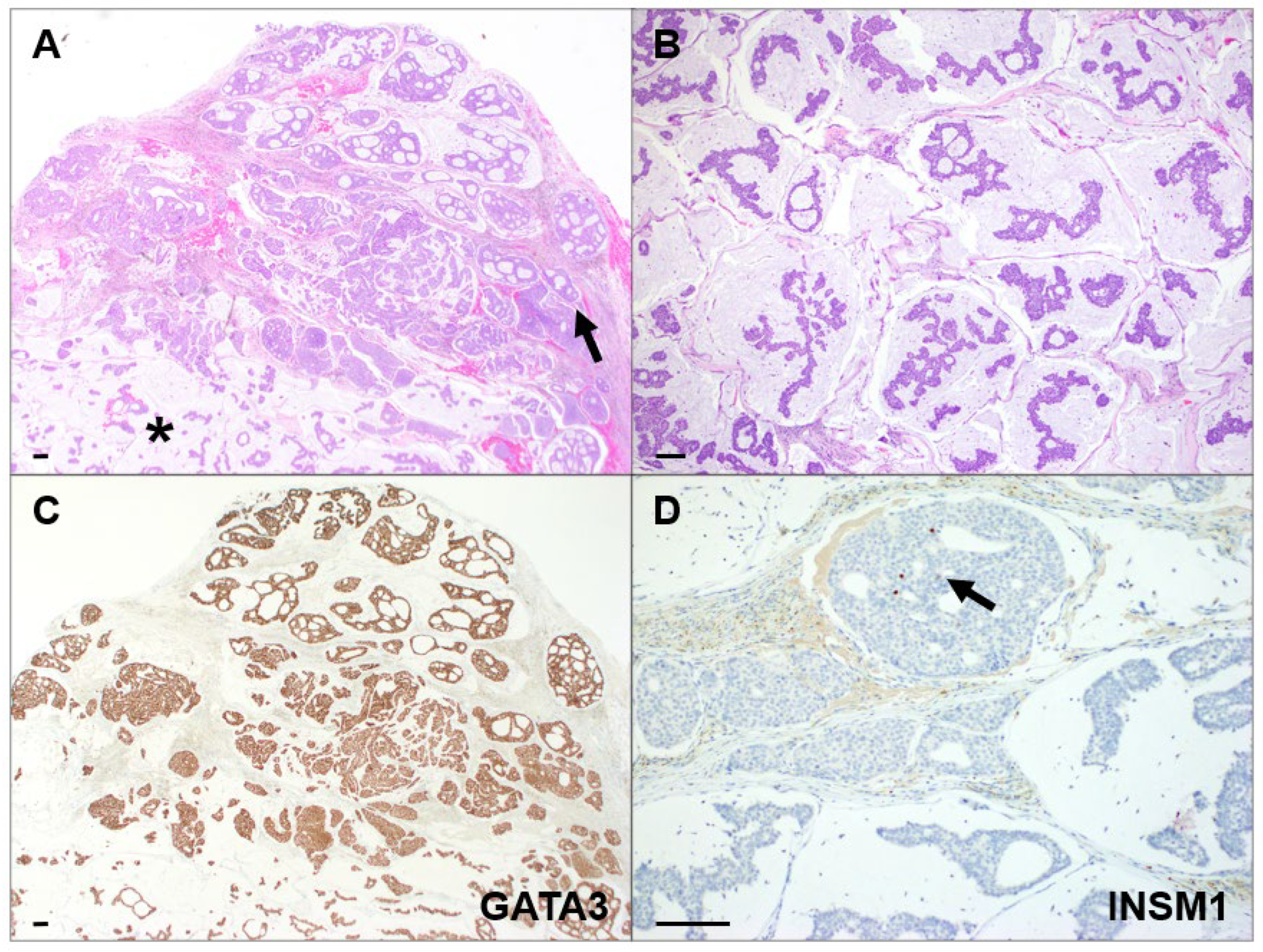 Dermatopathology 13 00048 g002