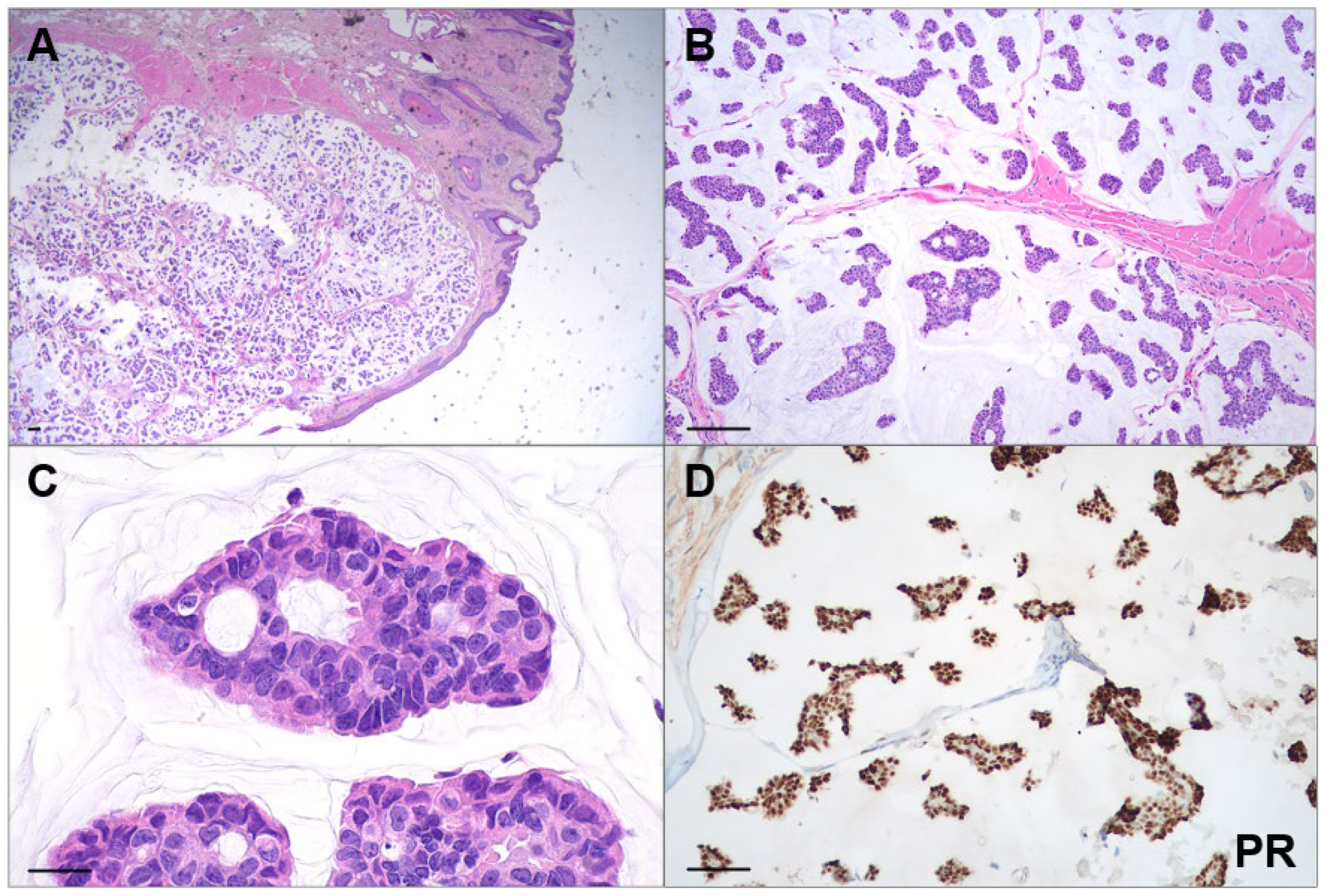 Dermatopathology 13 00048 g003