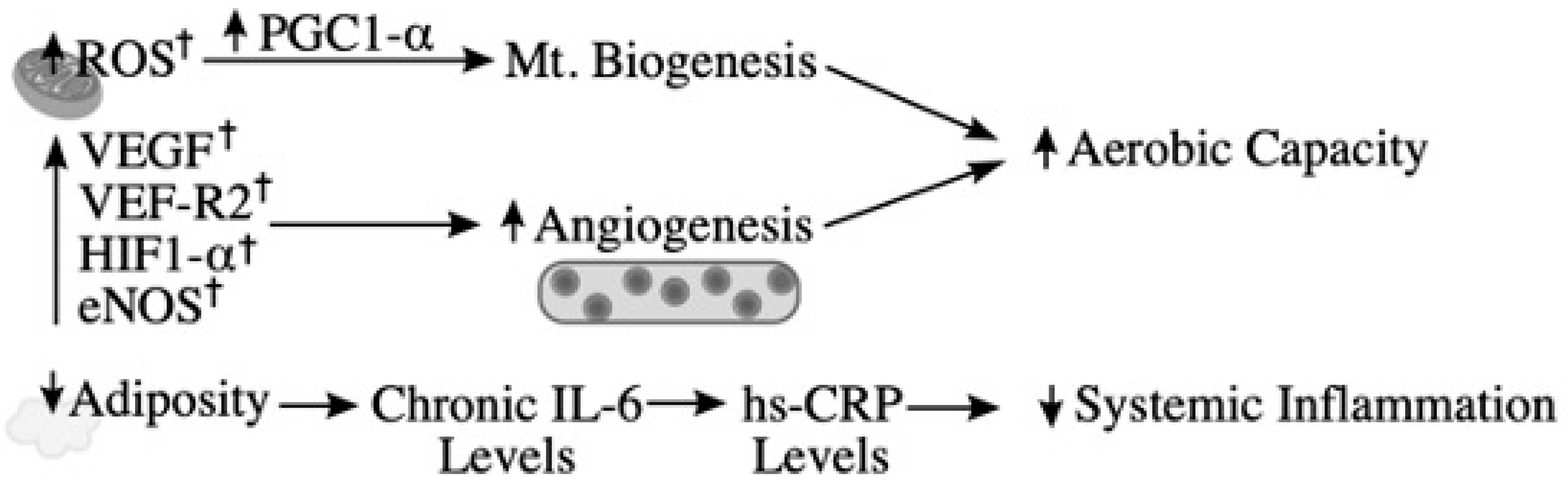 Diabetology 02 00016 g002
