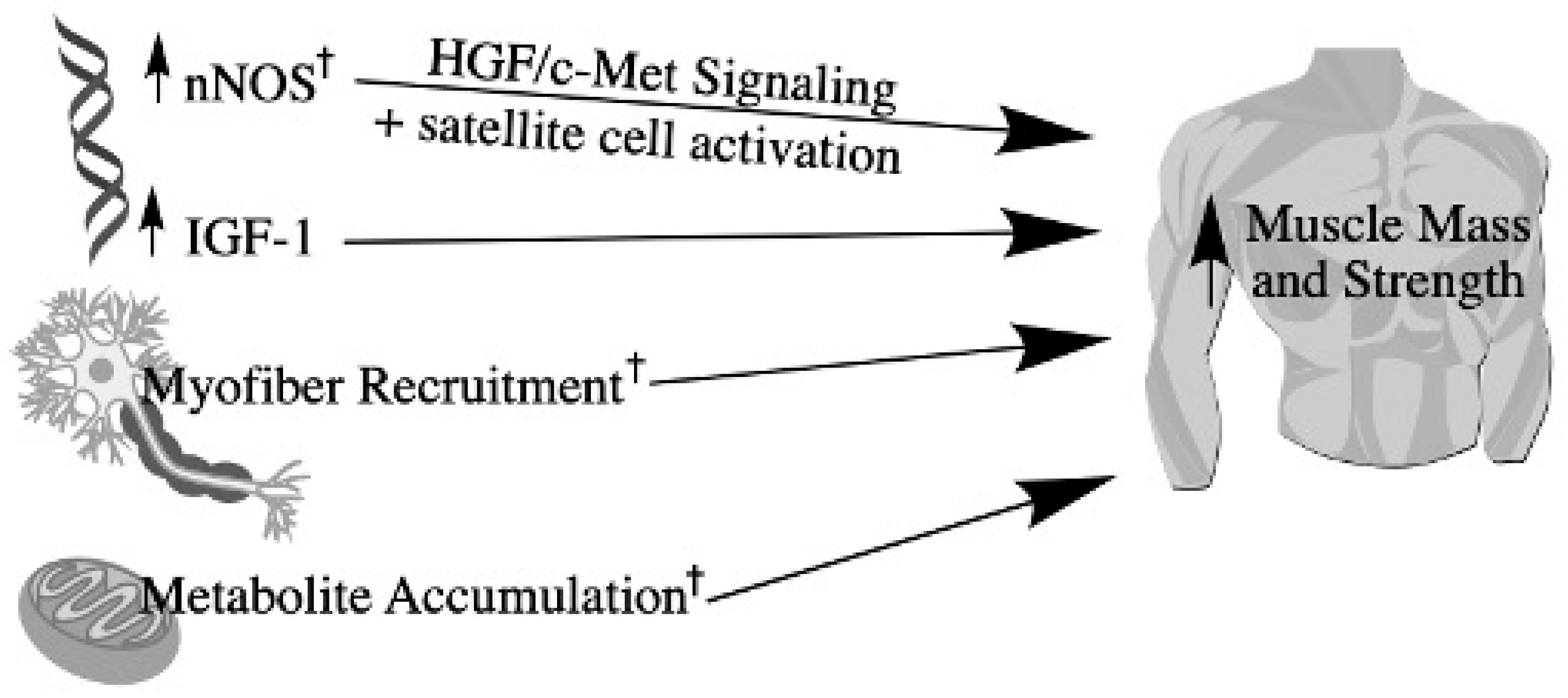 Diabetology 02 00016 g003