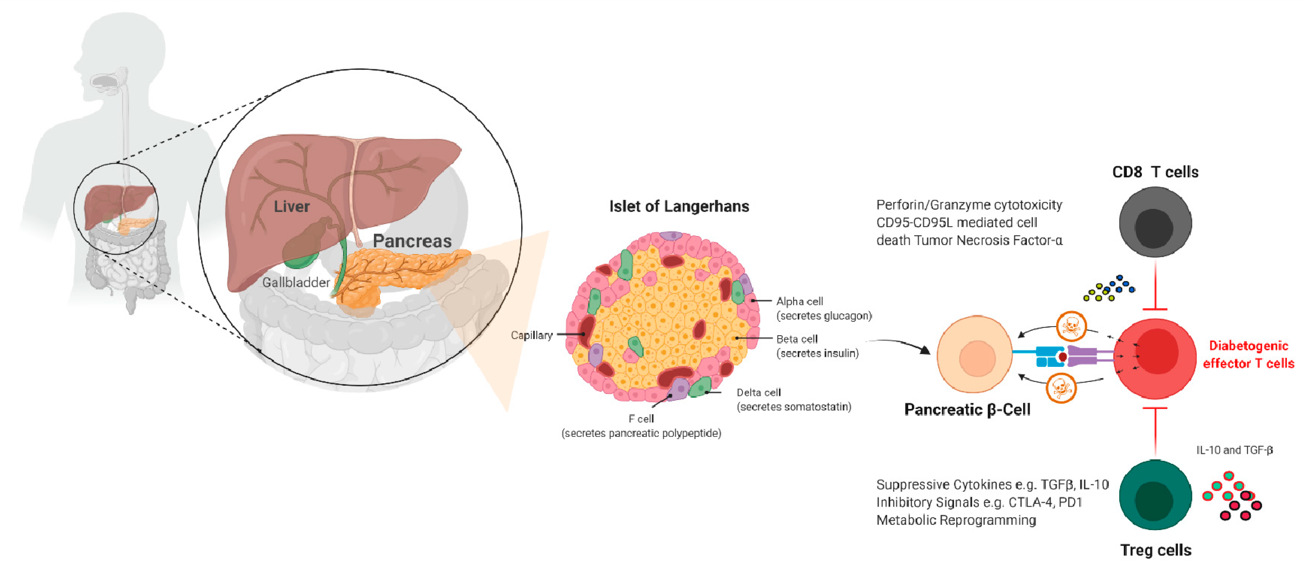 Diabetology 03 00007 g003