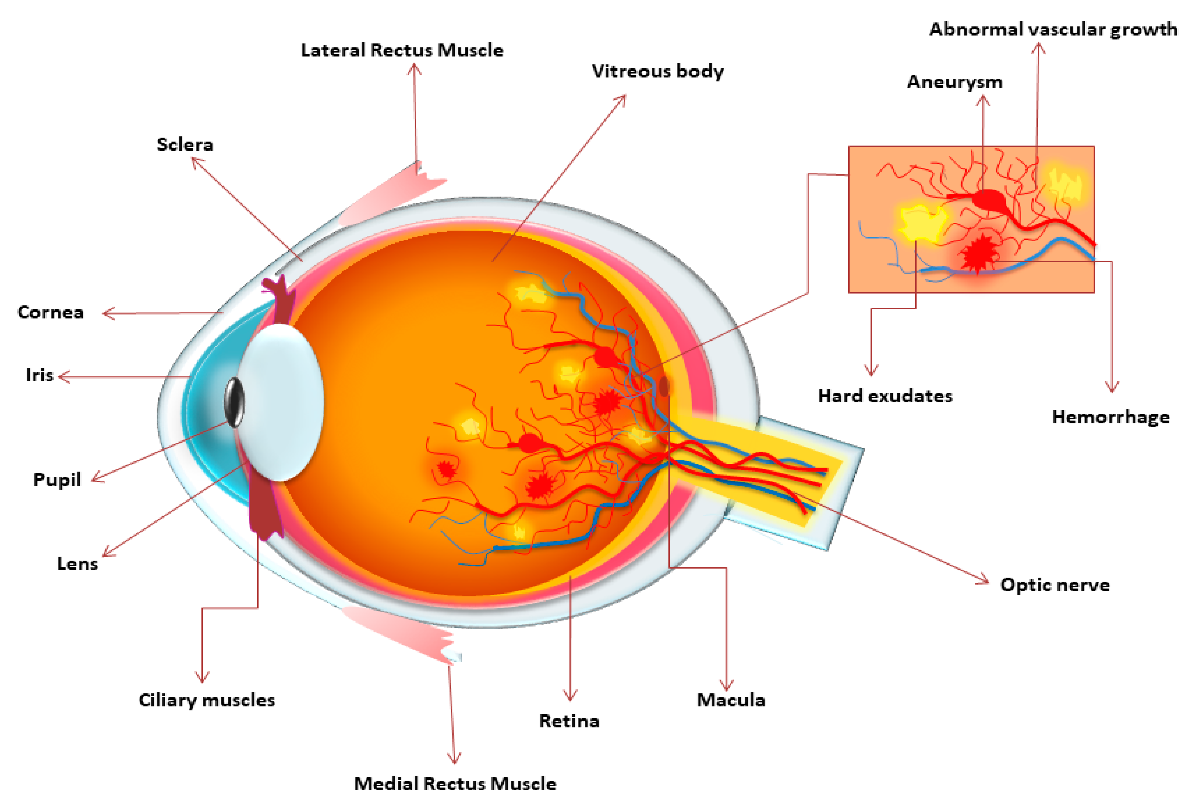 Diabetology 03 00011 g001