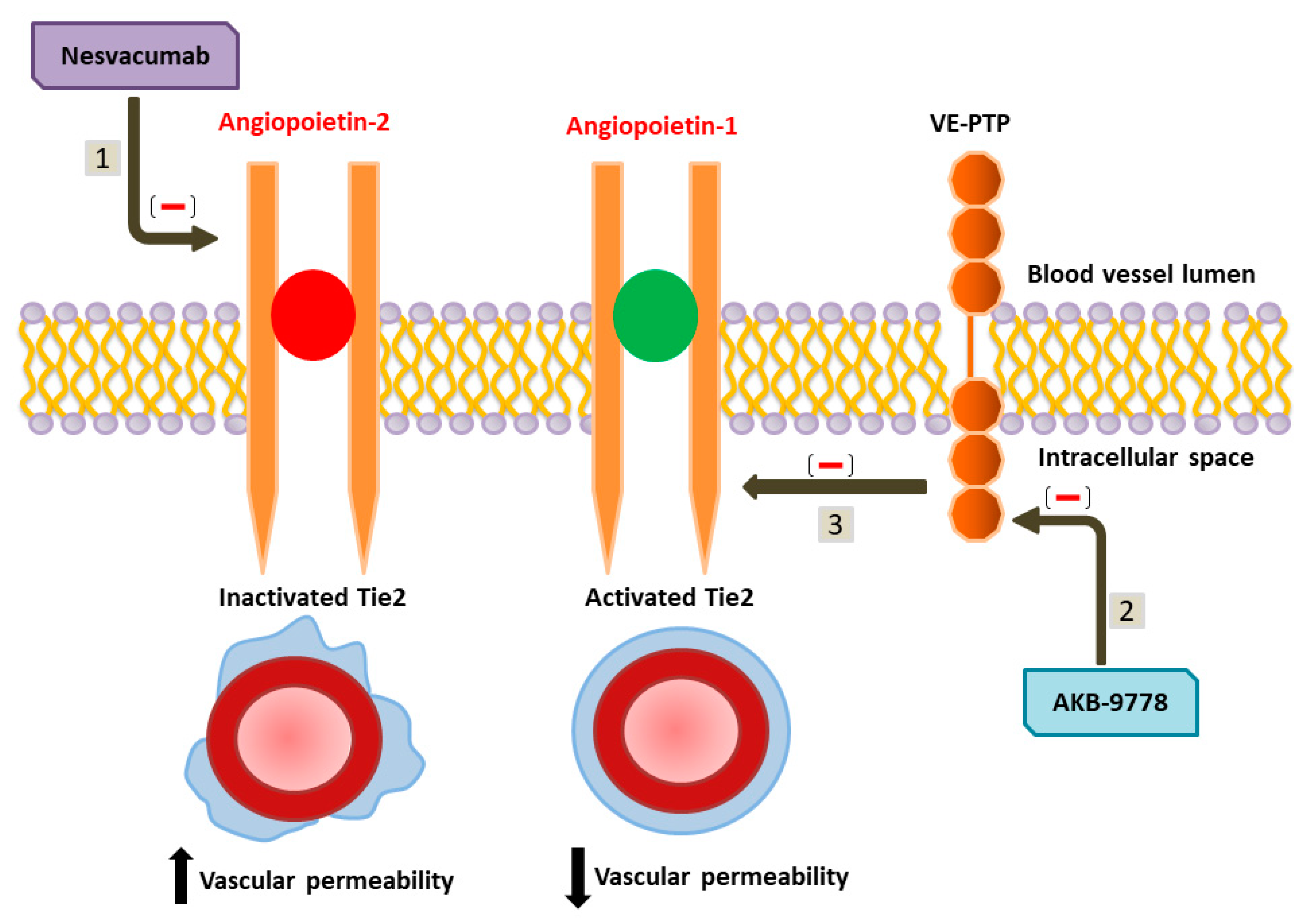 Diabetology 03 00011 g006