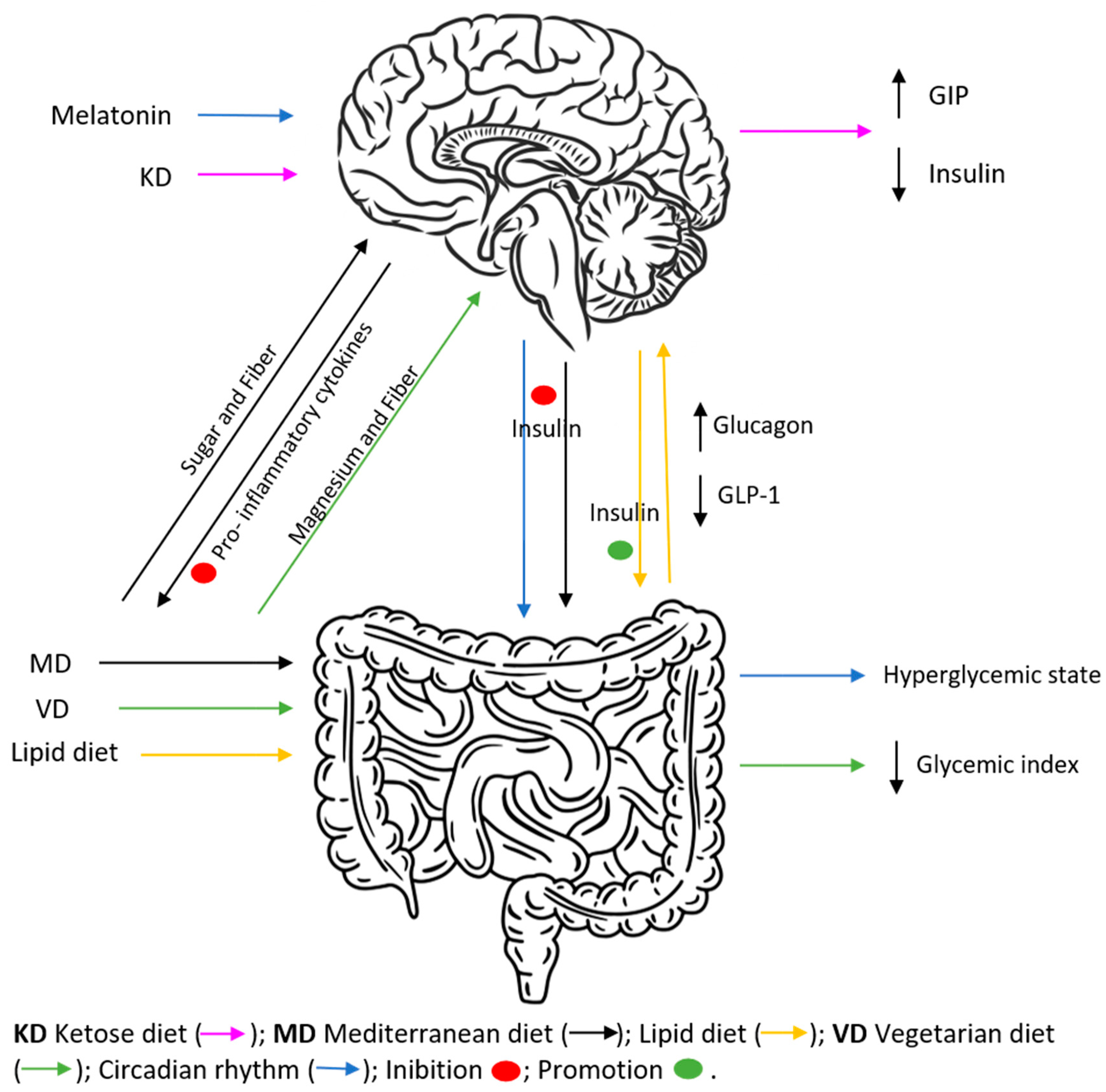 Diabetology 03 00046 g001