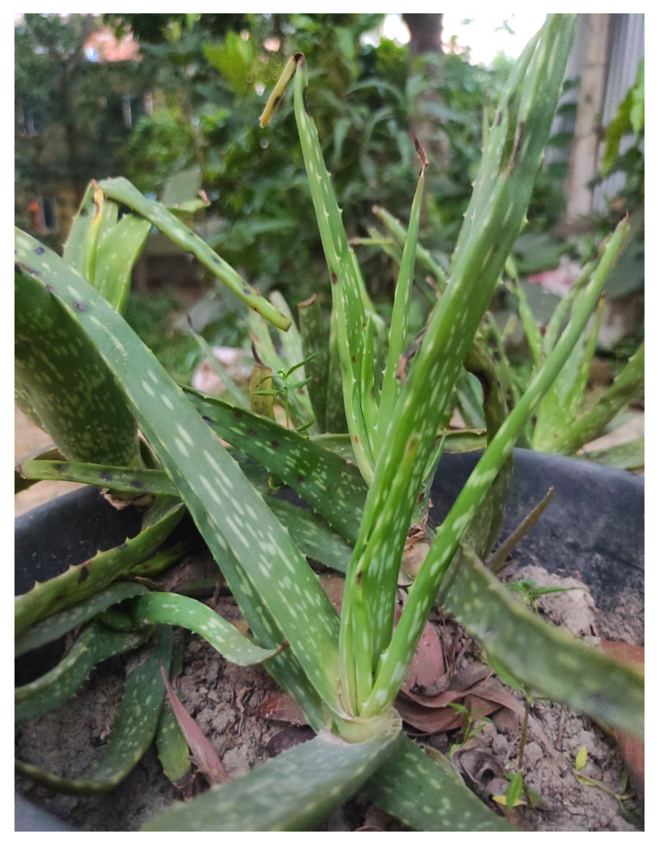 Diabetology 04 00019 g002