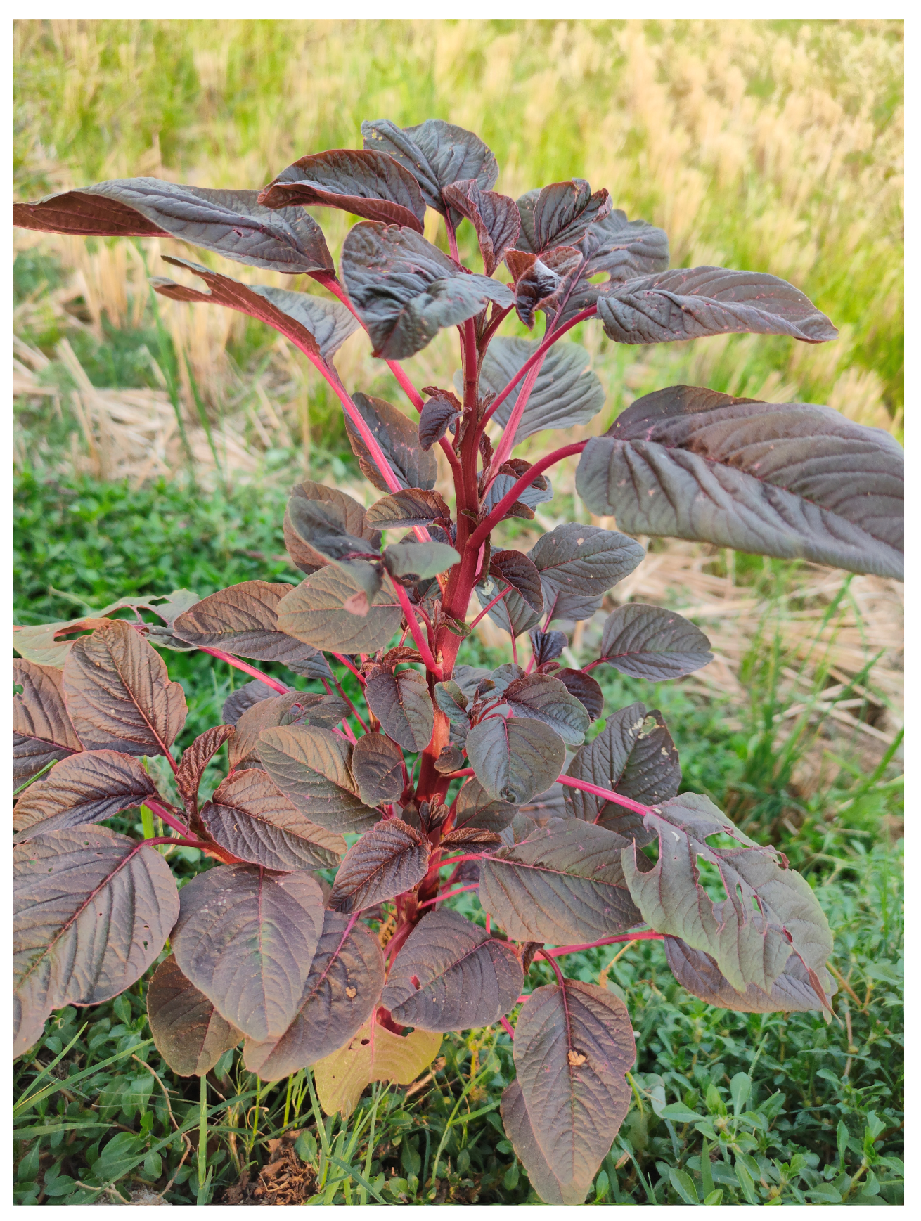 Diabetology 04 00019 g003