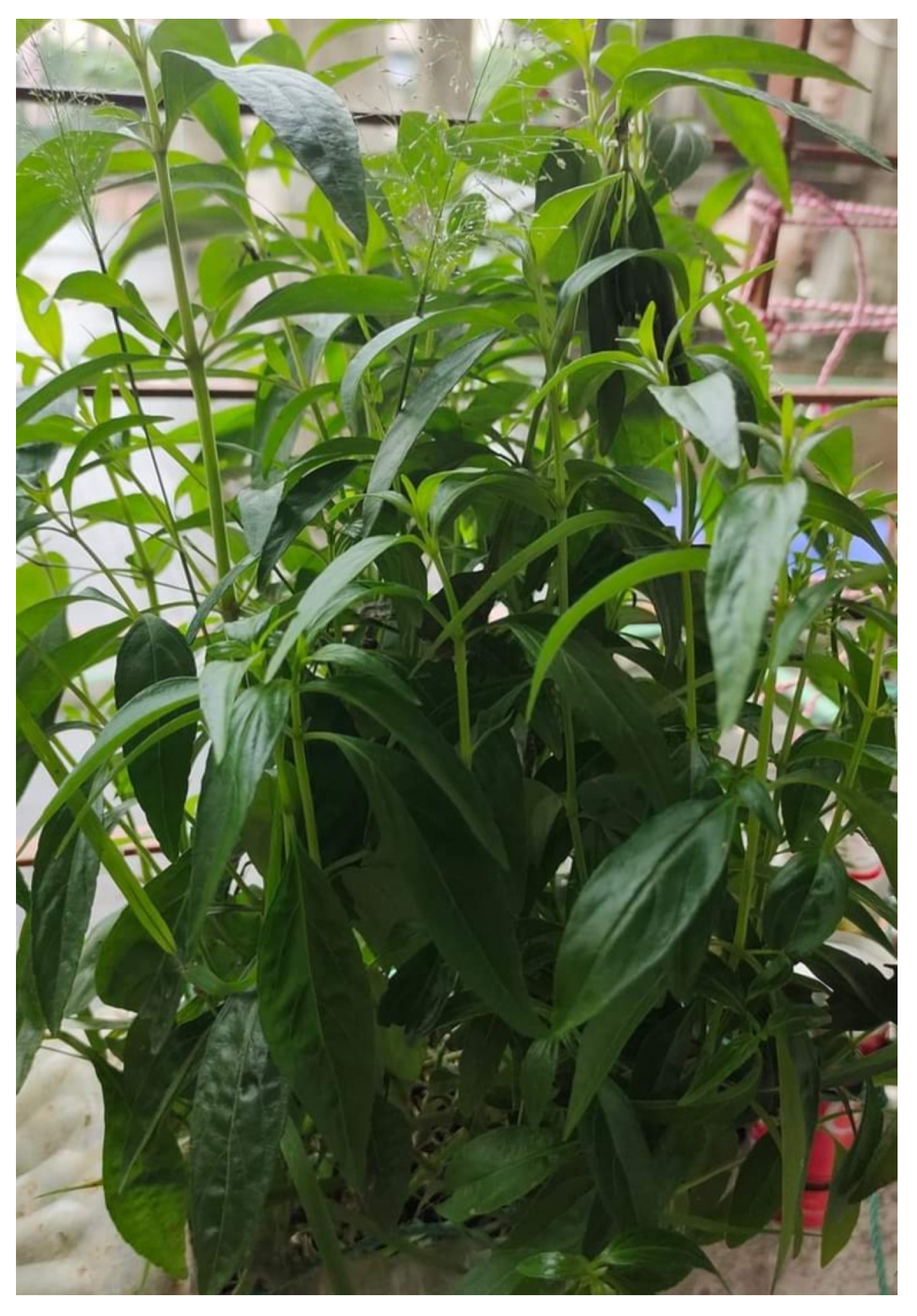 Diabetology 04 00019 g005