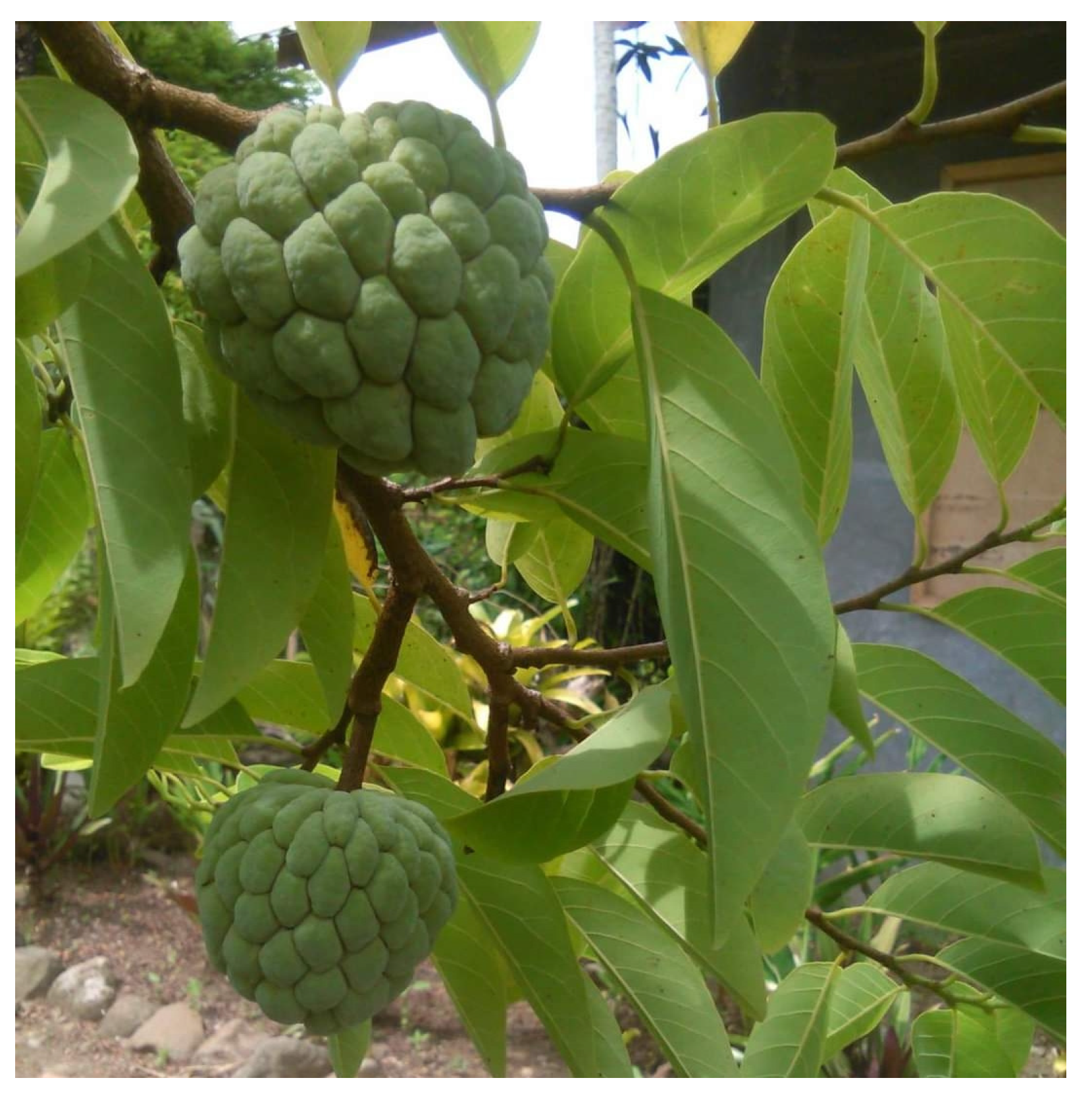 Diabetology 04 00019 g006