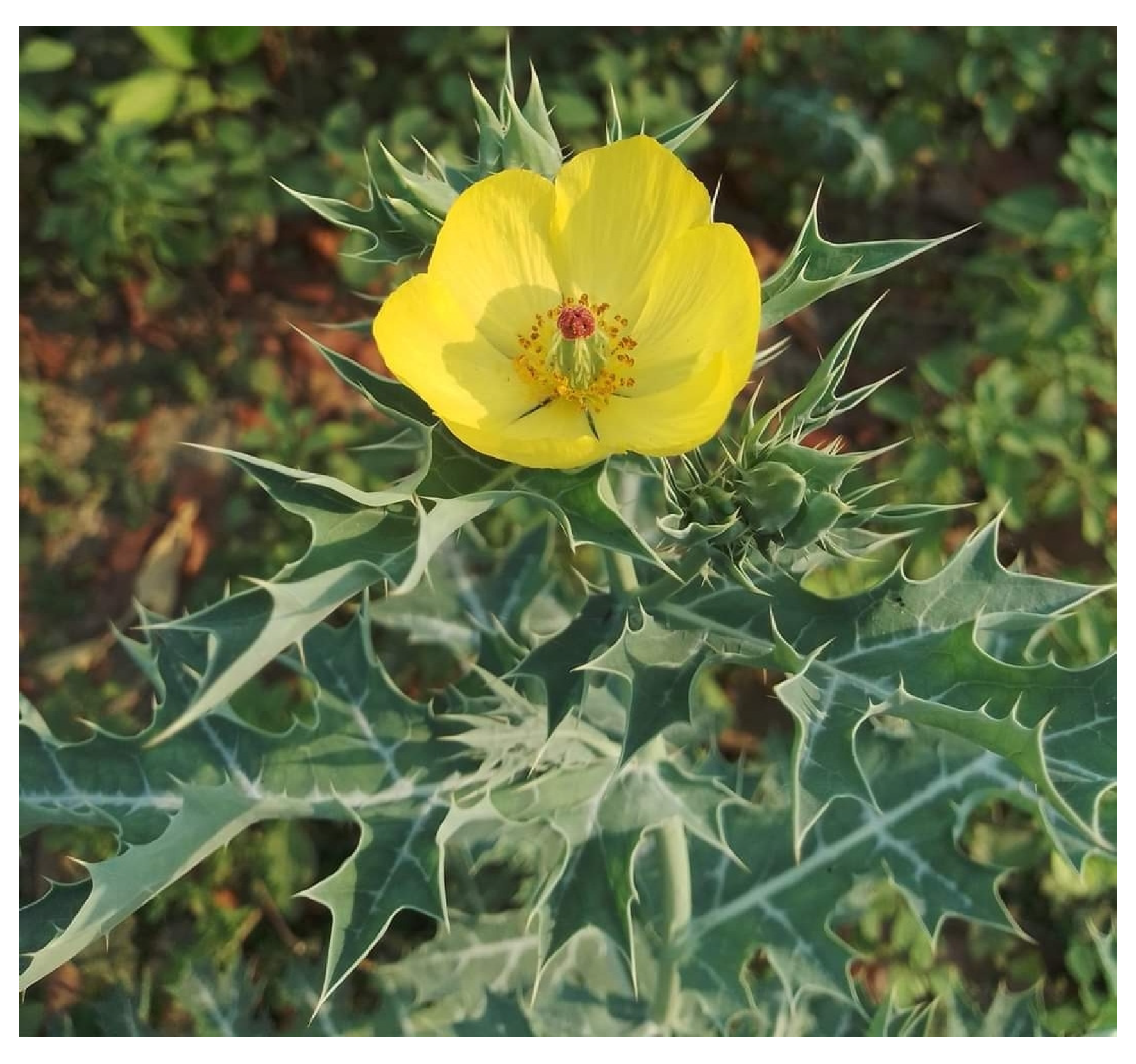 Diabetology 04 00019 g007