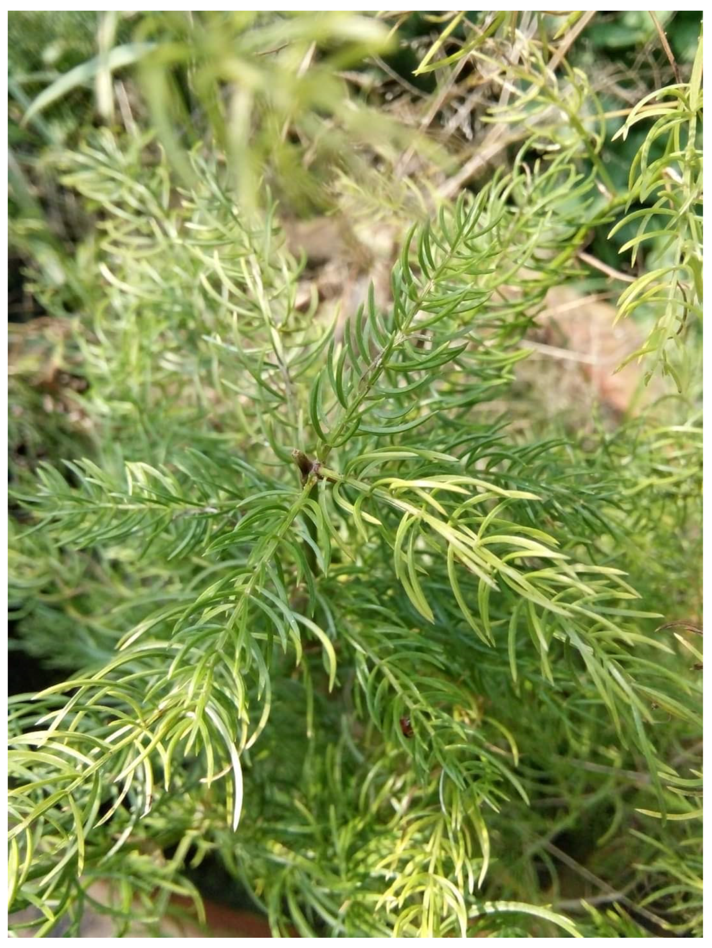 Diabetology 04 00019 g008