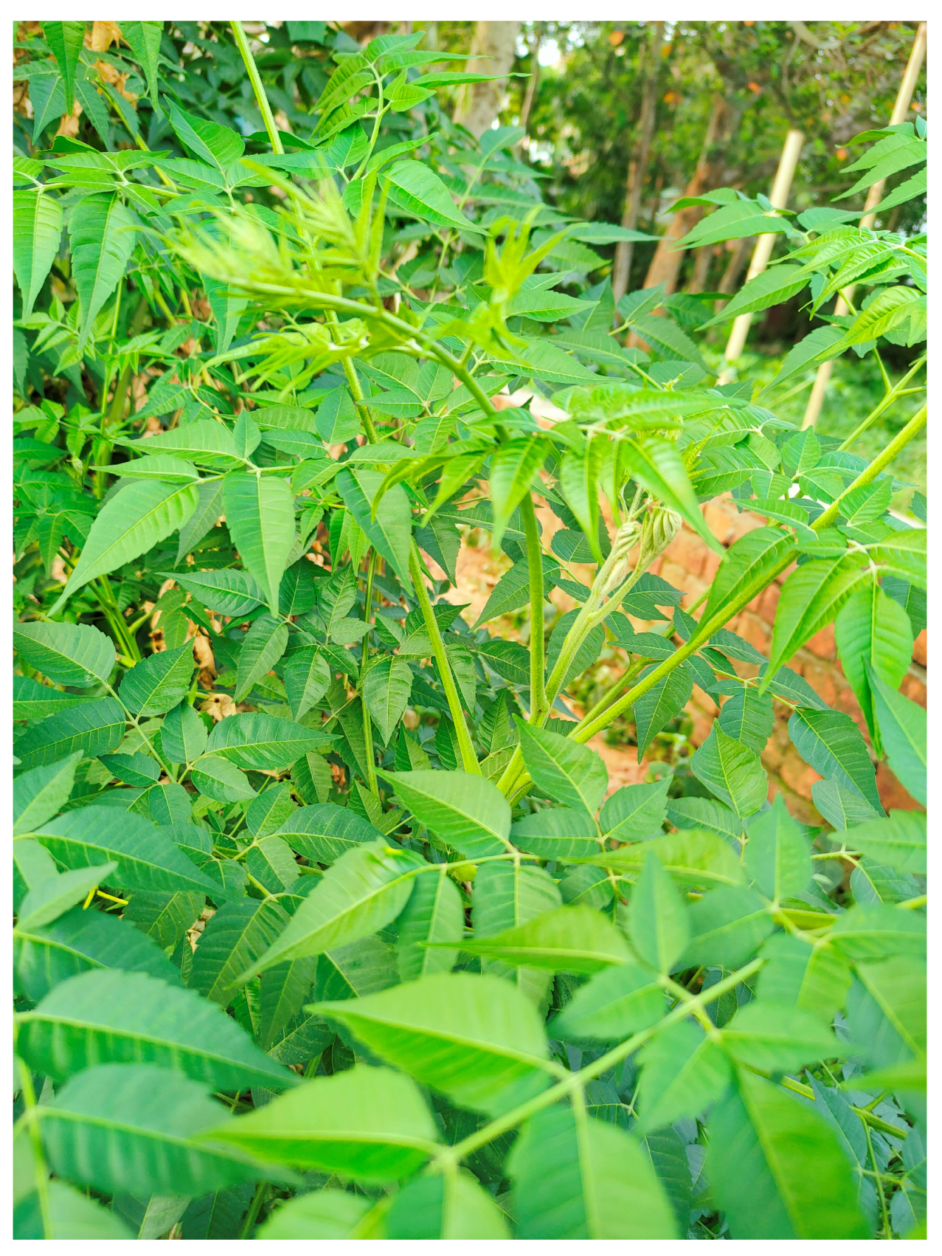 Diabetology 04 00019 g009