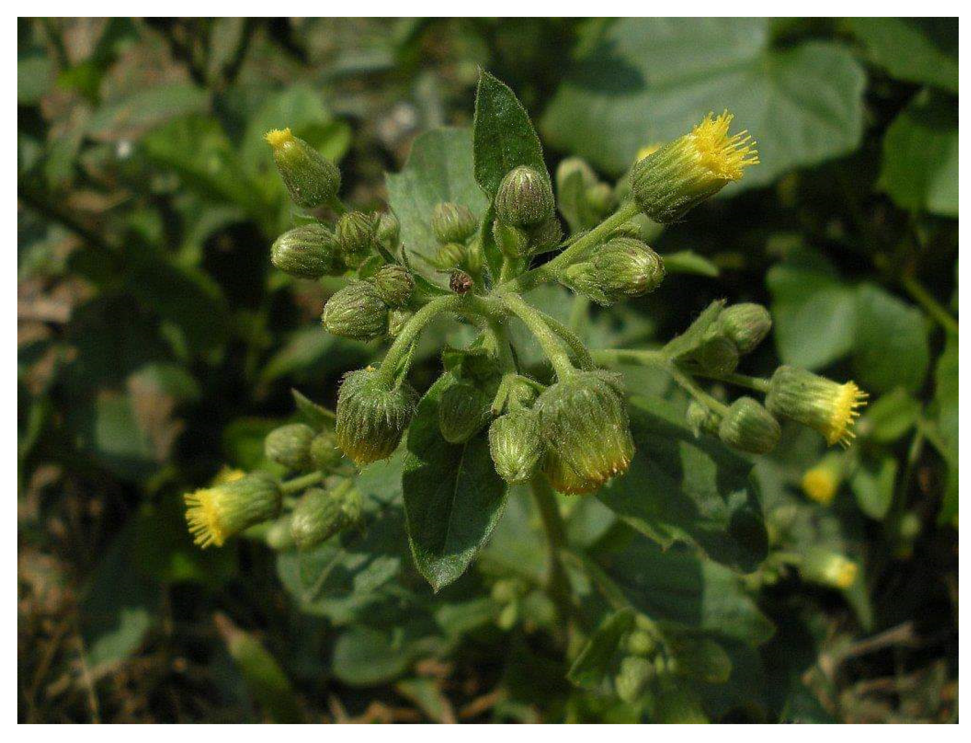 Diabetology 04 00019 g010