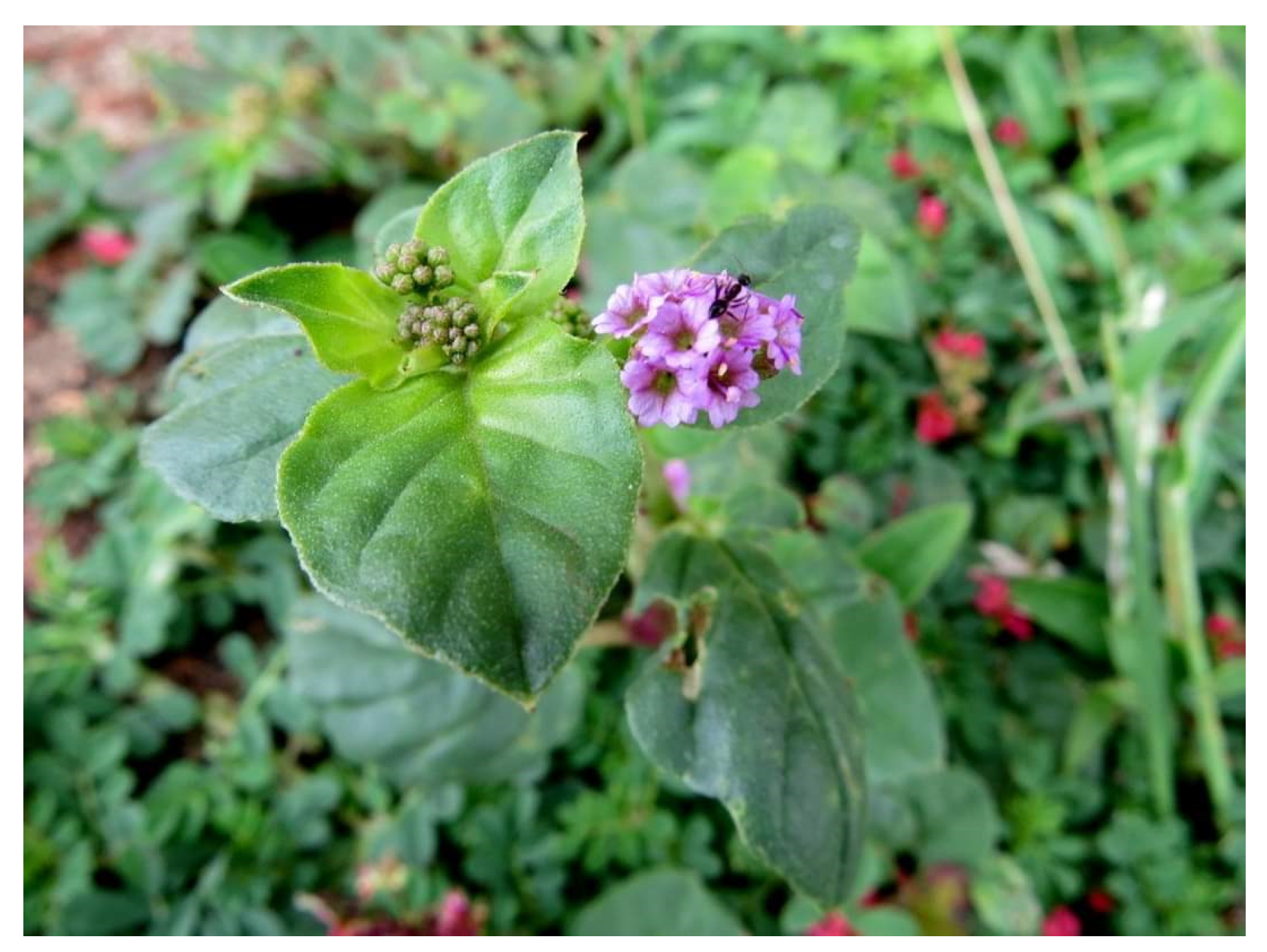 Diabetology 04 00019 g011