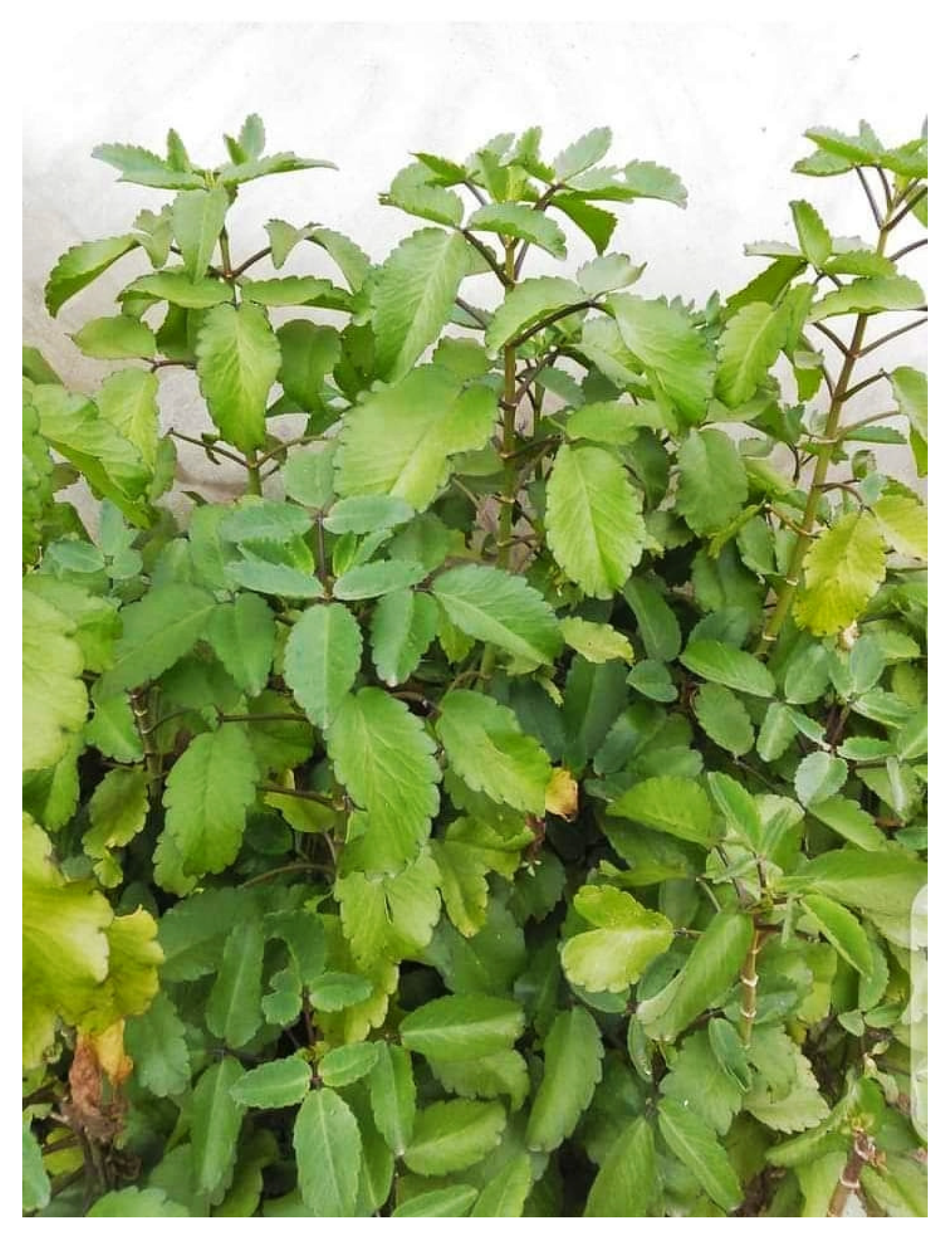 Diabetology 04 00019 g013