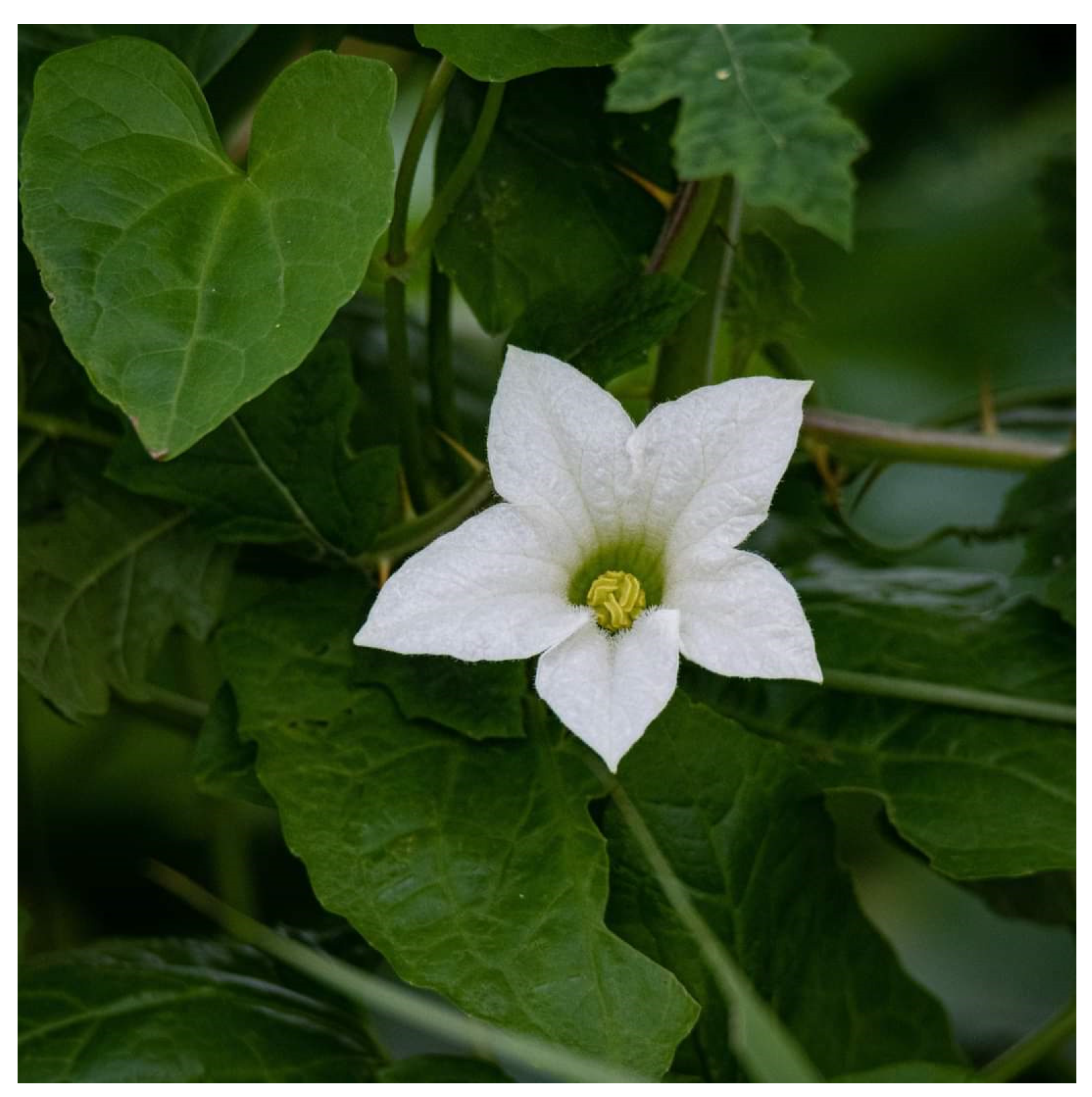 Diabetology 04 00019 g016