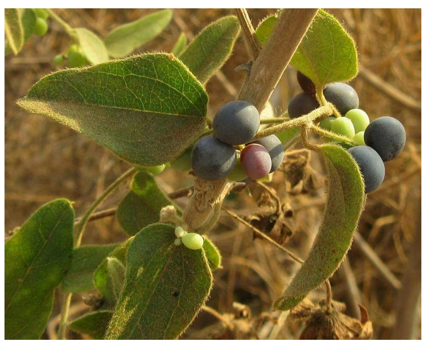 Diabetology 04 00019 g017