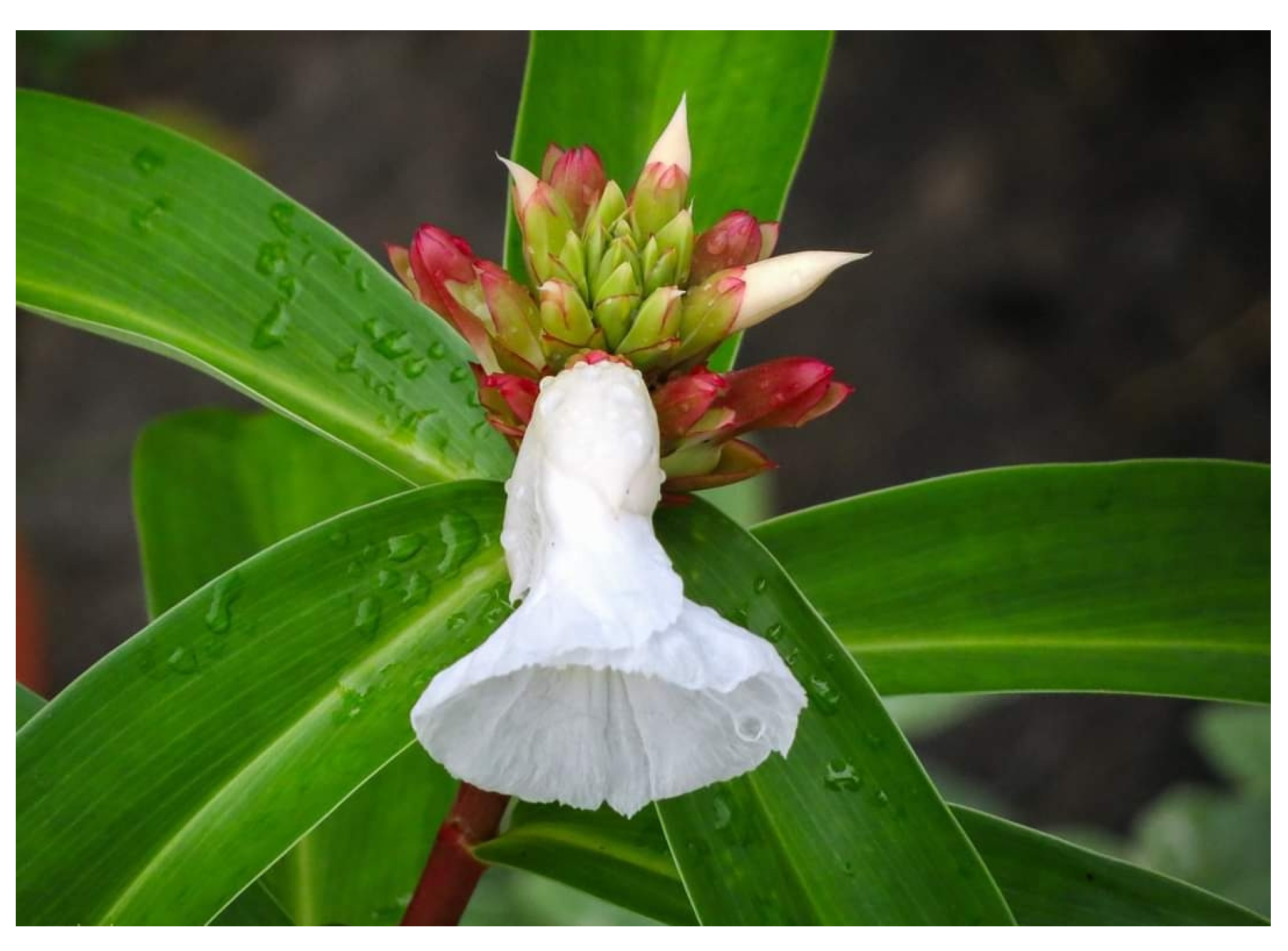 Diabetology 04 00019 g019