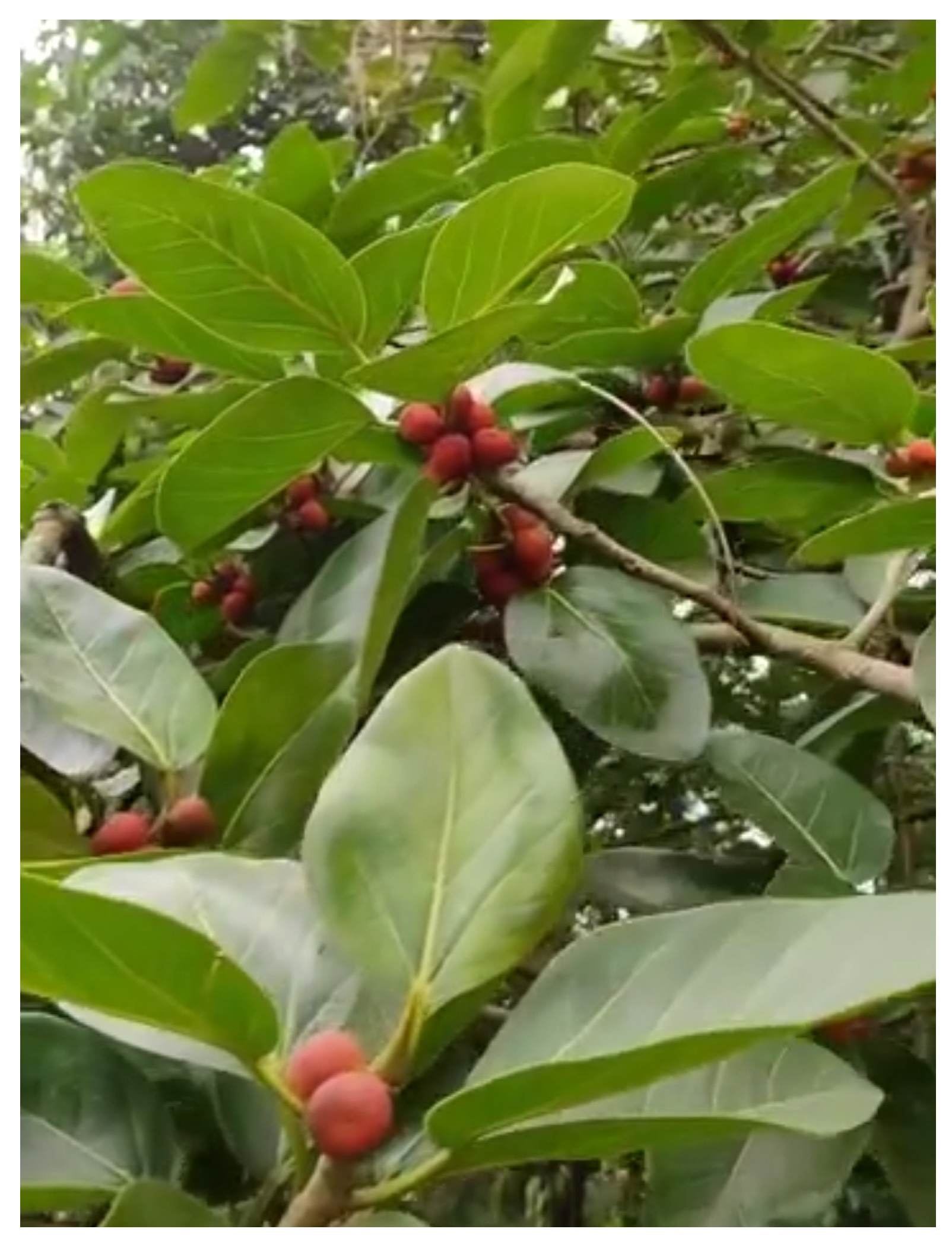 Diabetology 04 00019 g020