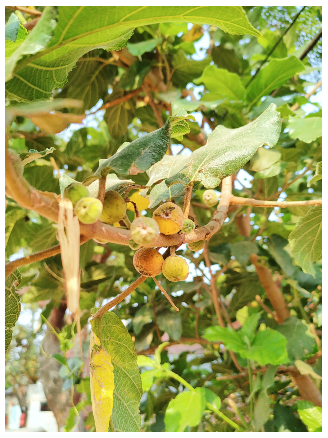 Diabetology 04 00019 g021