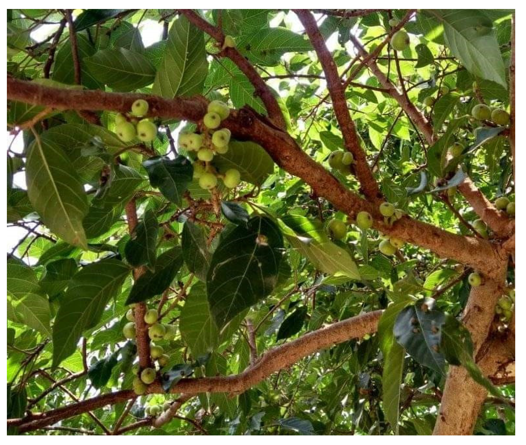 Diabetology 04 00019 g022