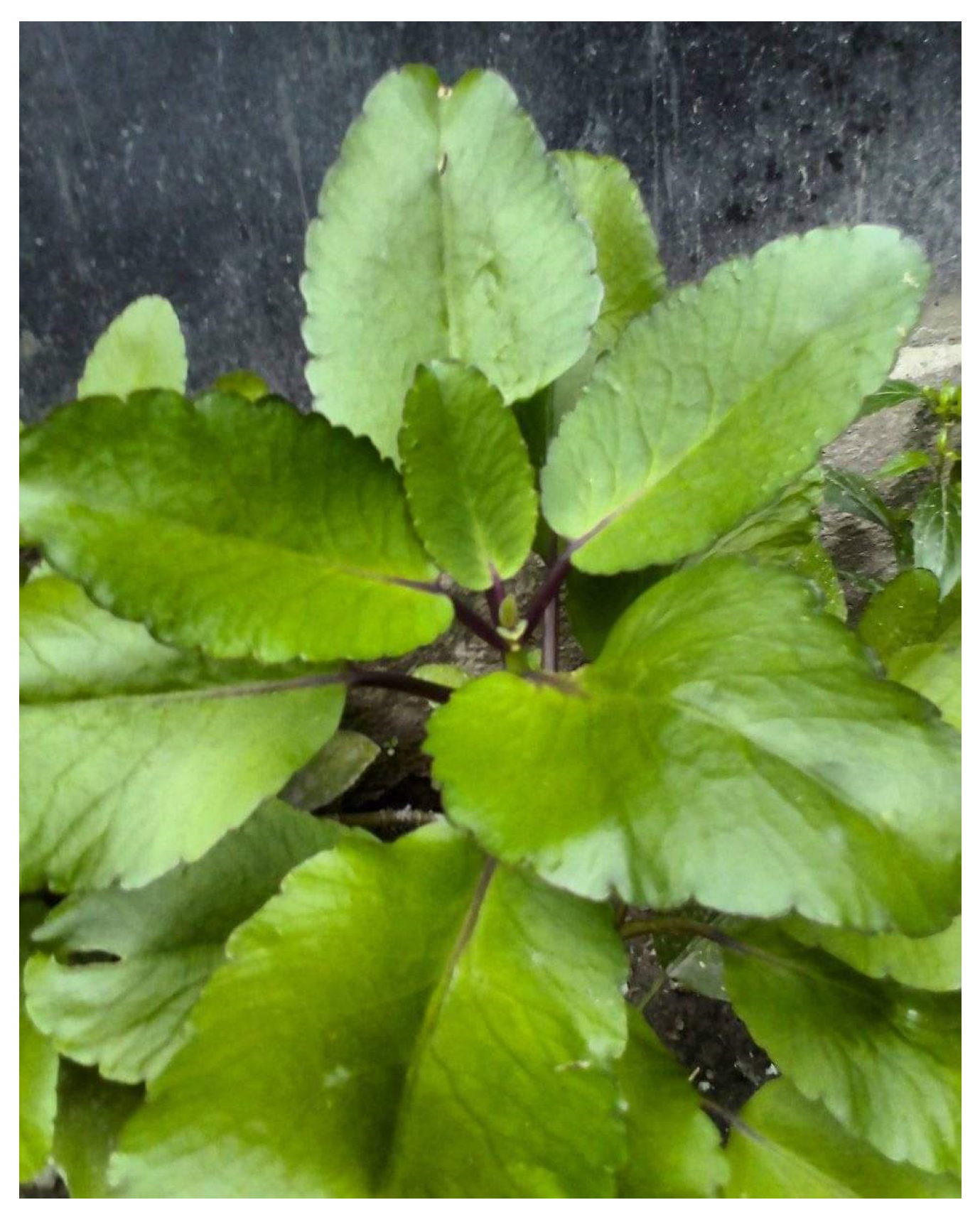 Diabetology 04 00019 g023