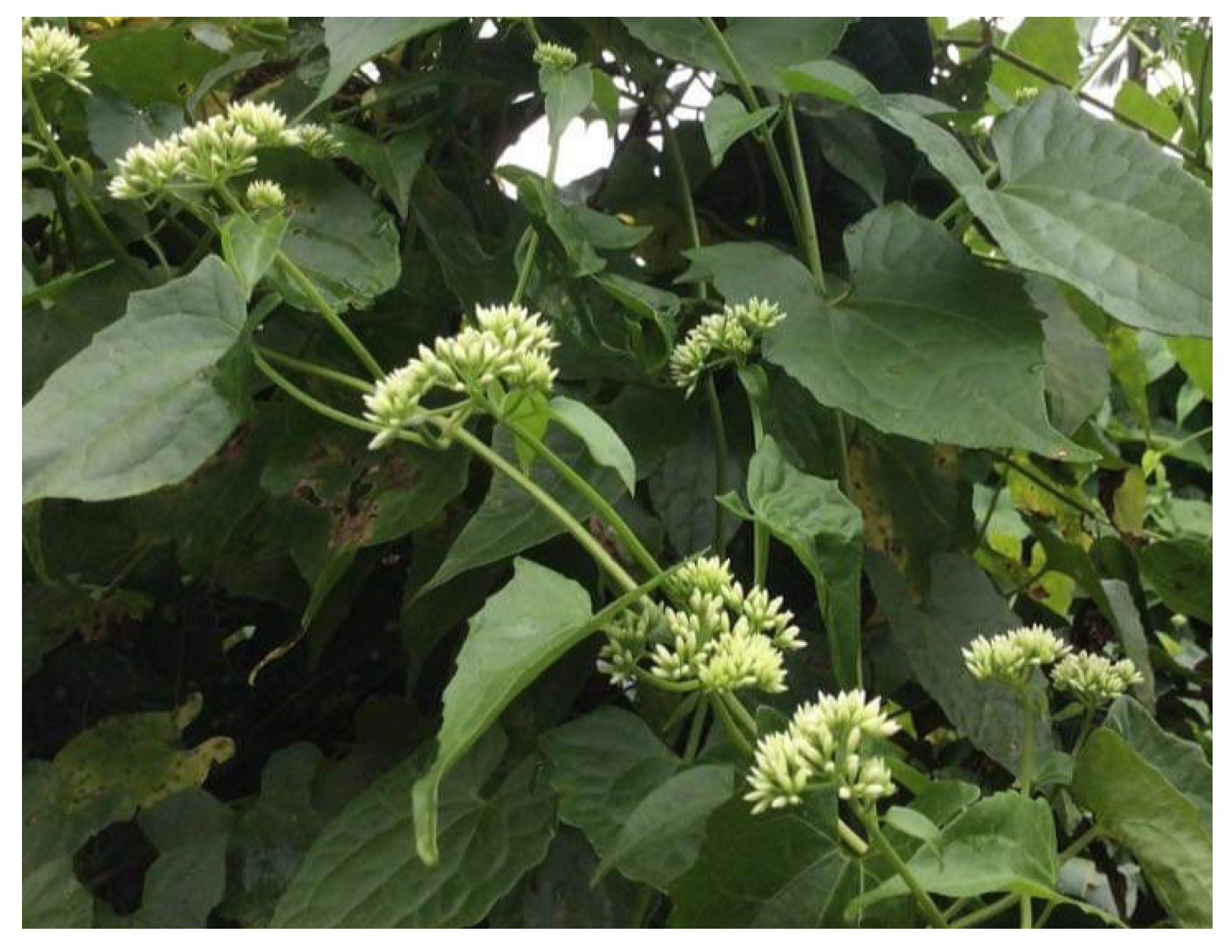 Diabetology 04 00019 g025