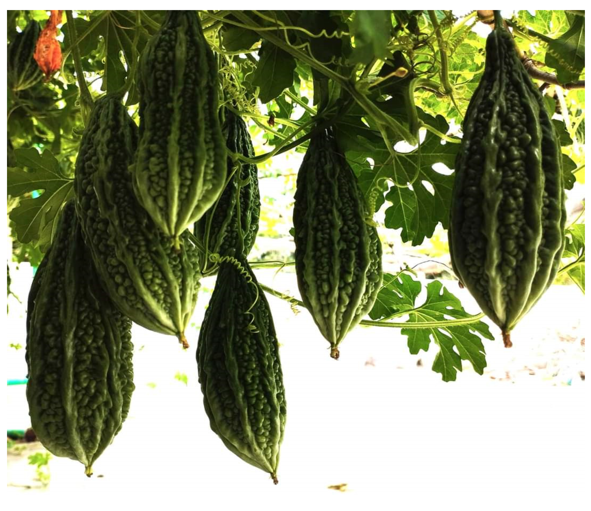 Diabetology 04 00019 g026