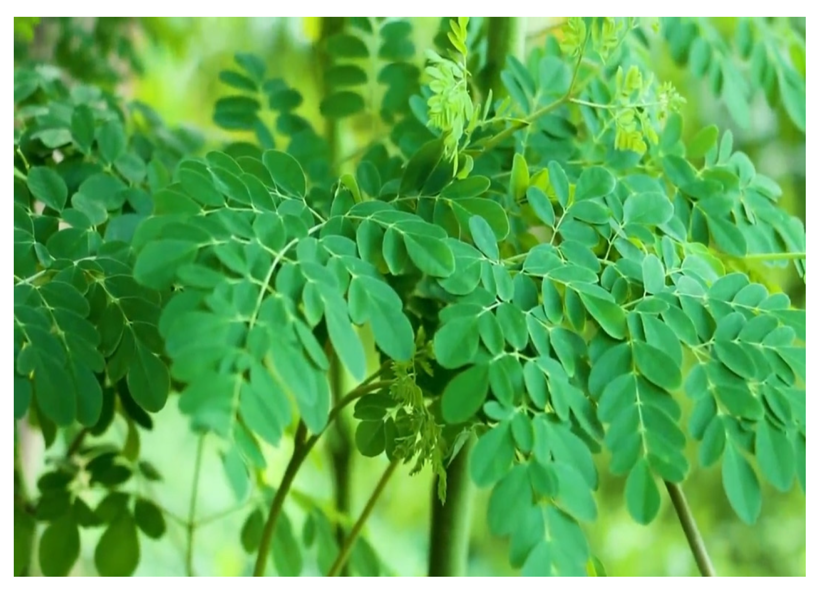 Diabetology 04 00019 g027