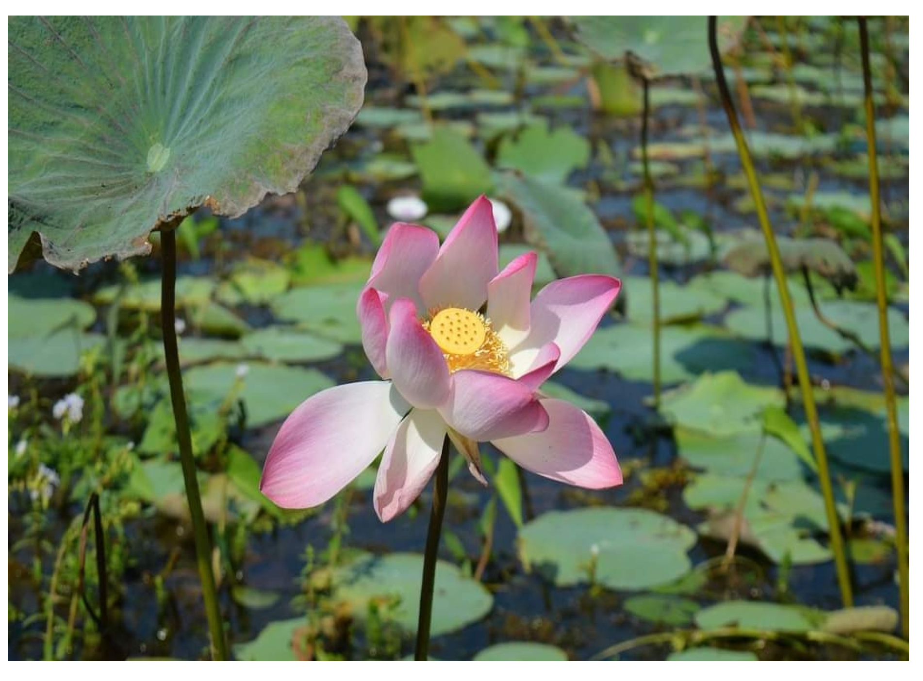 Diabetology 04 00019 g029