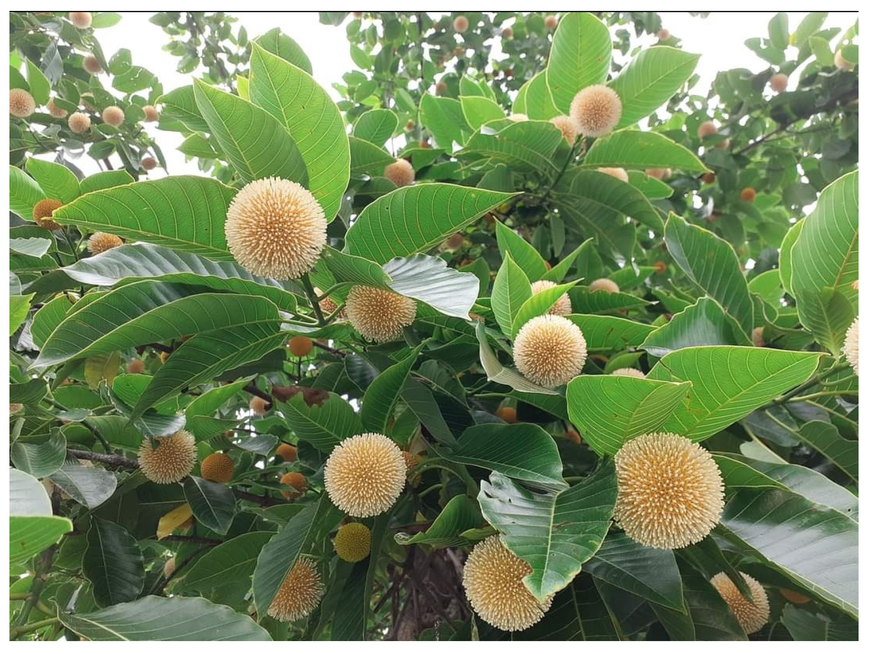 Diabetology 04 00019 g030