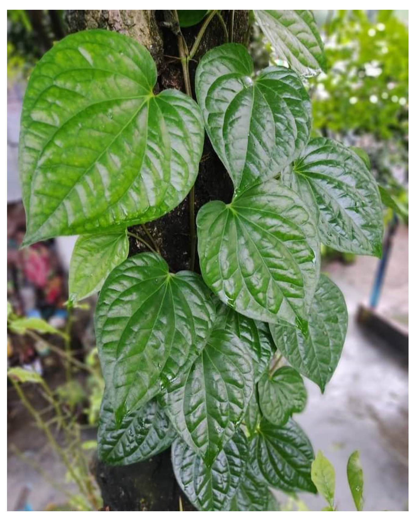 Diabetology 04 00019 g031