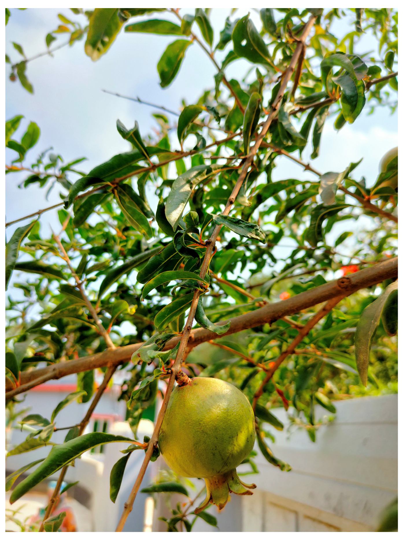 Diabetology 04 00019 g032