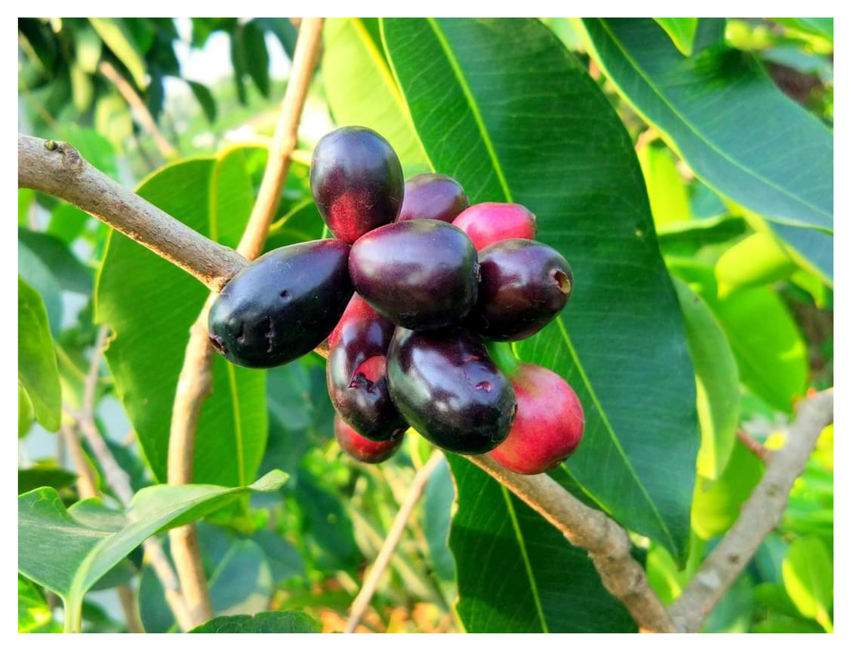 Diabetology 04 00019 g033