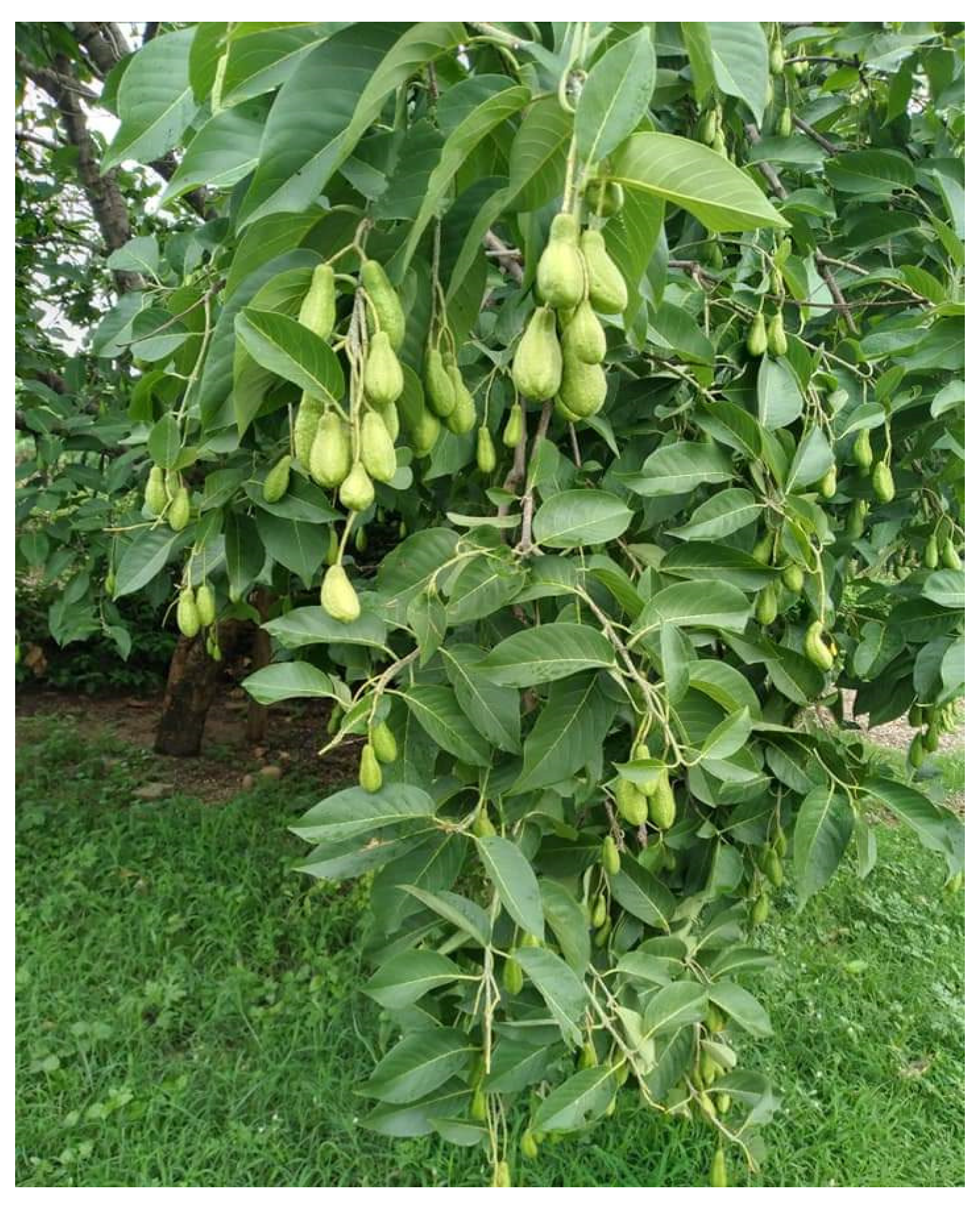 Diabetology 04 00019 g036