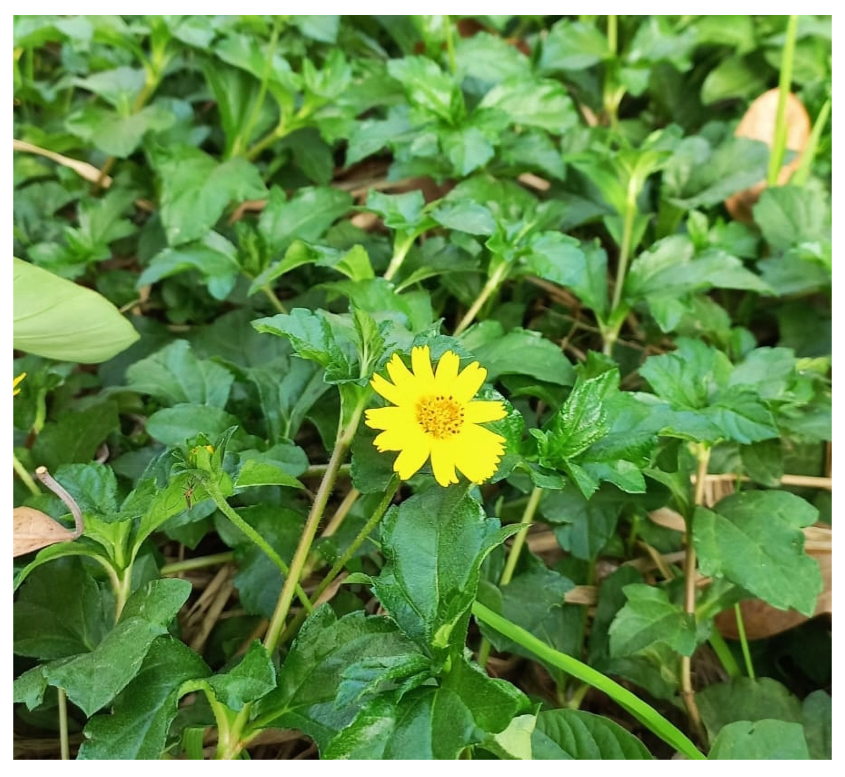 Diabetology 04 00019 g037