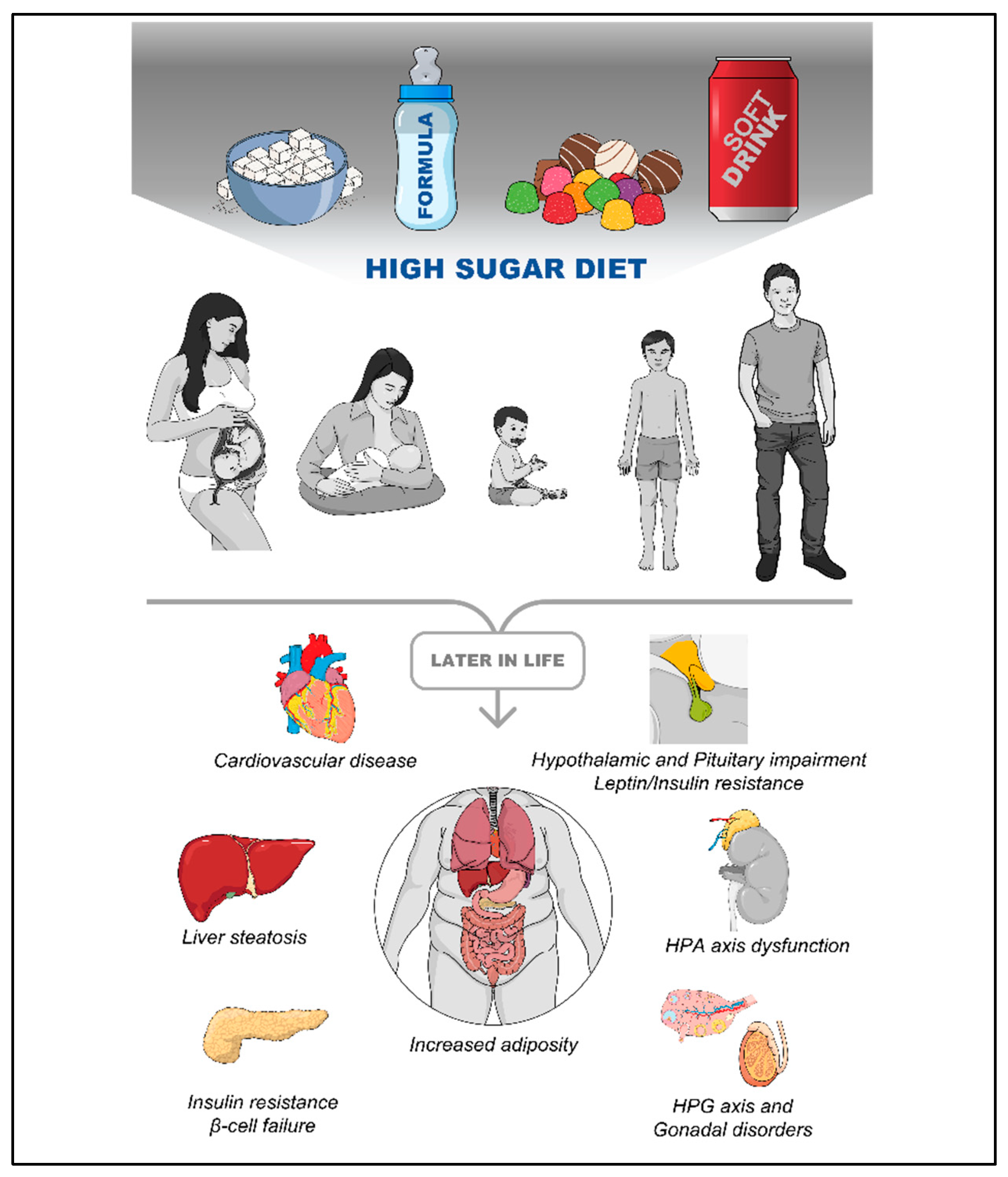 Diabetology 04 00021 g001