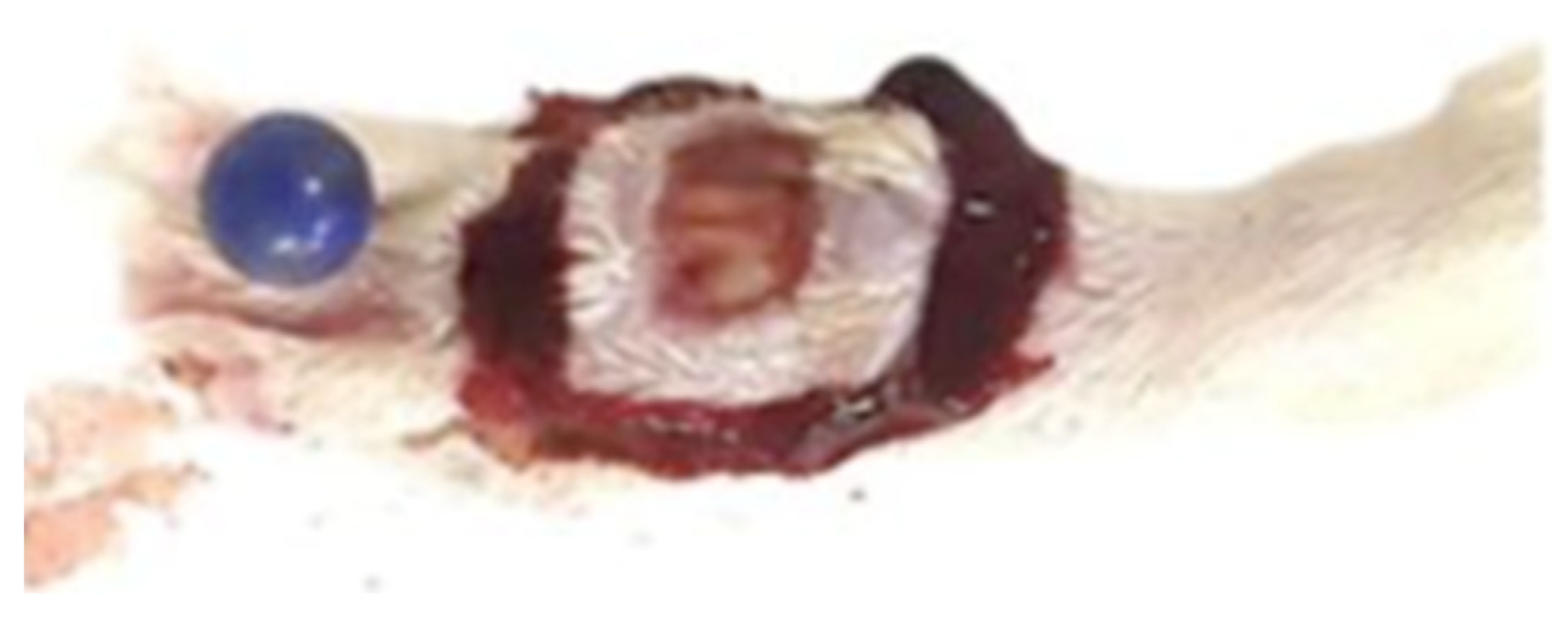 Diabetology 04 00026 g016 Diabetology 04 00026 g016