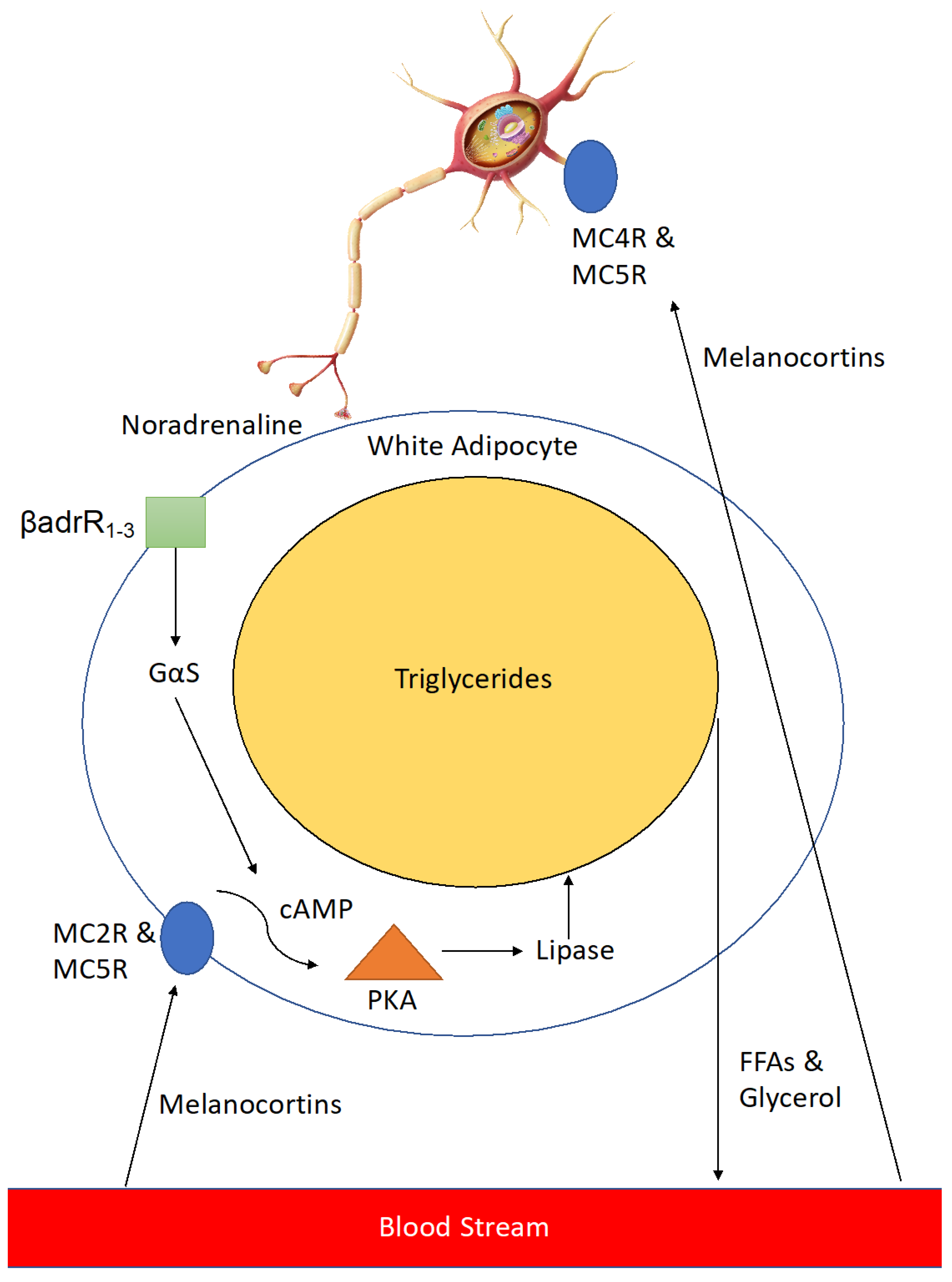 Diabetology 05 00006 g004 Diabetology 05 00006 g004