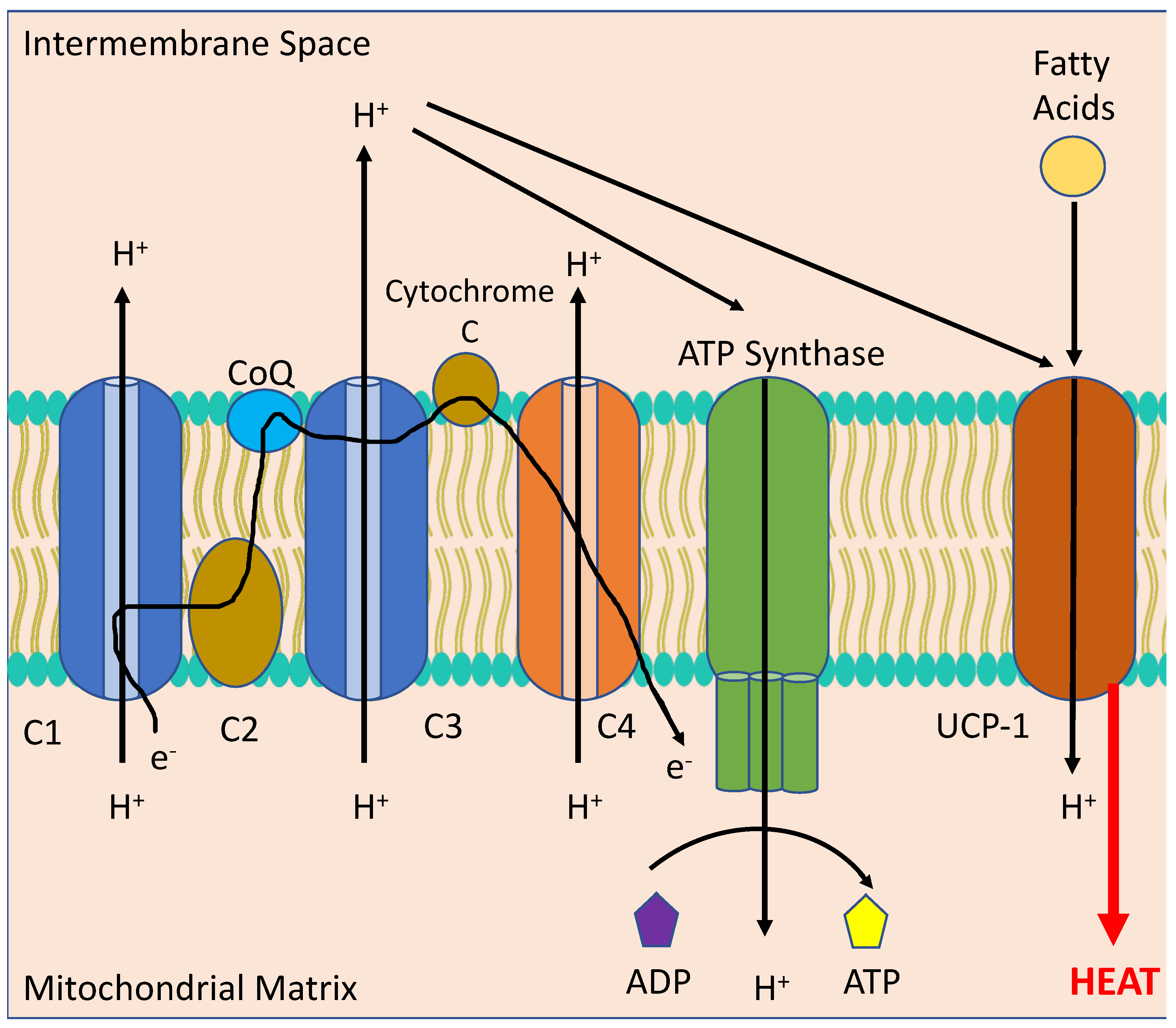 Diabetology 05 00006 g005 Diabetology 05 00006 g005