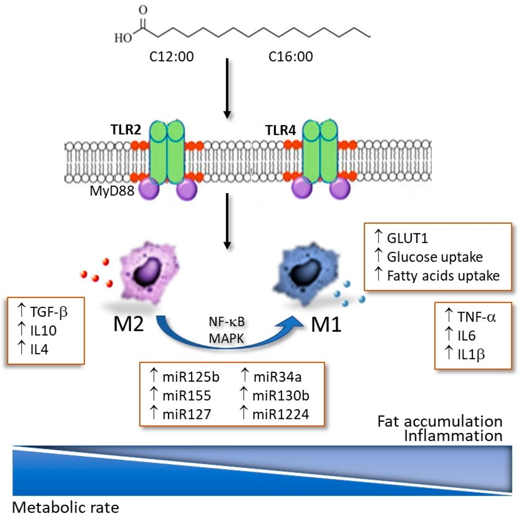 Diabetology 05 00052 g001
