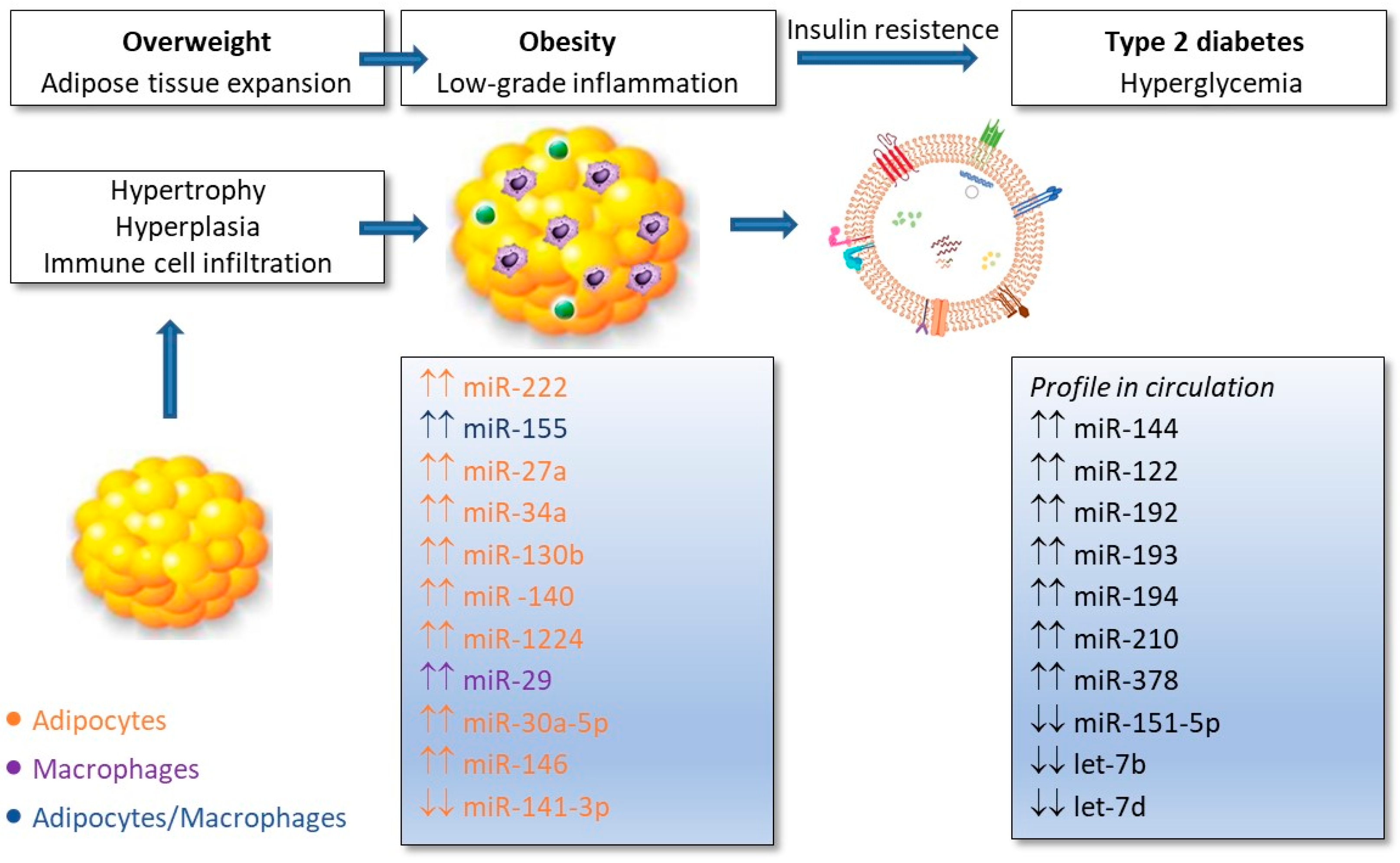 Diabetology 05 00052 g003