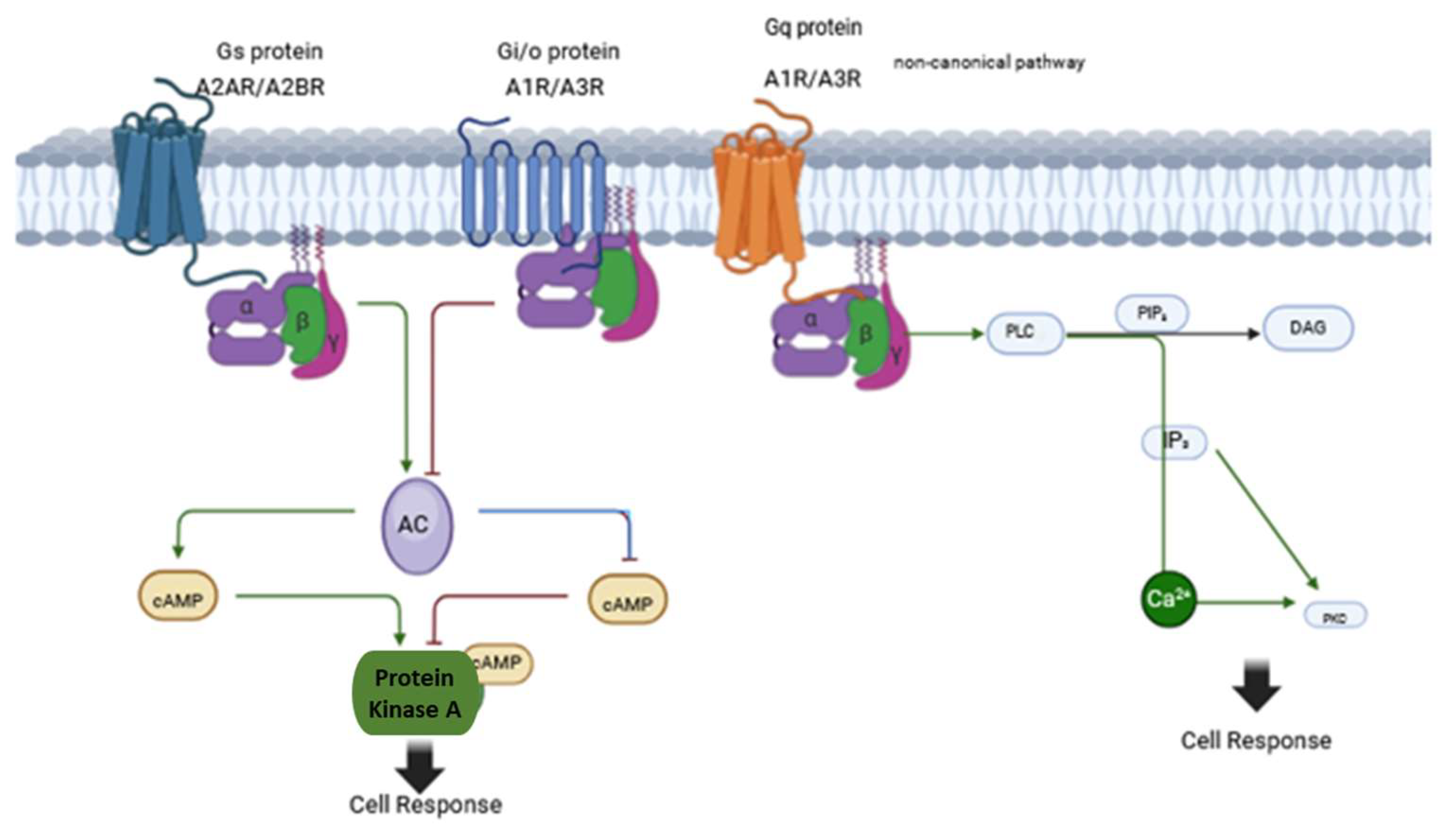 Diabetology 06 00043 g001
