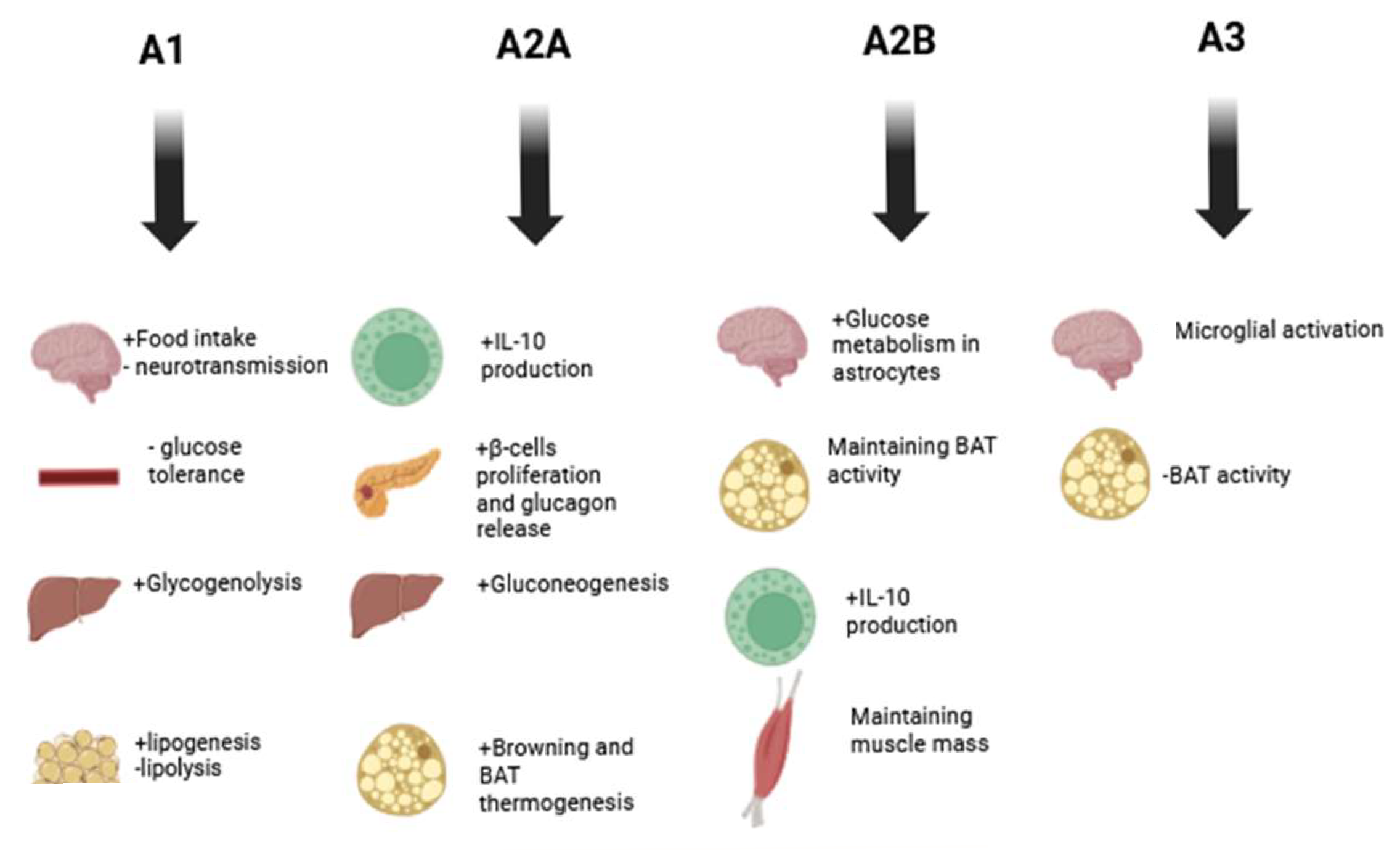 Diabetology 06 00043 g002