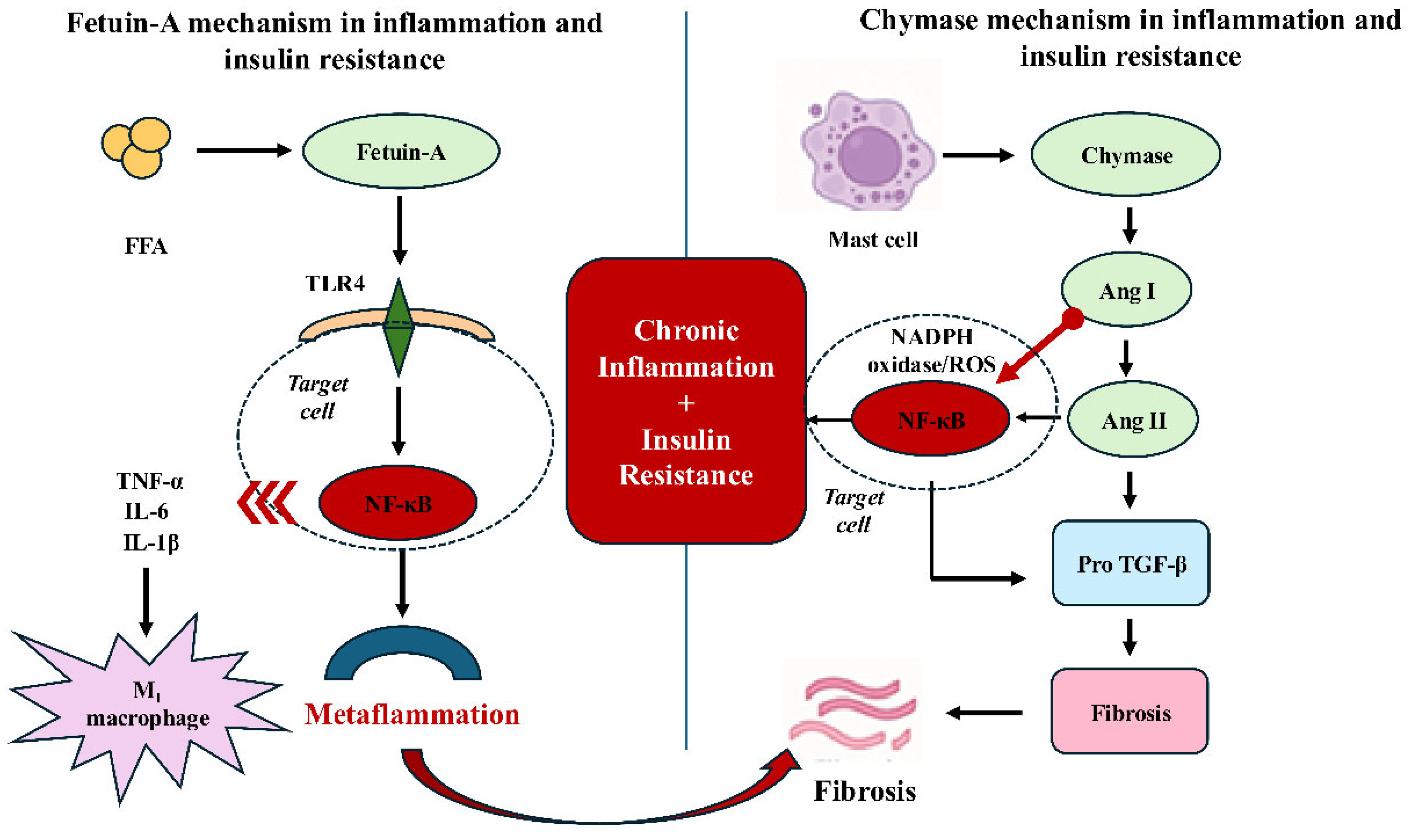 Diabetology 07 00033 g002