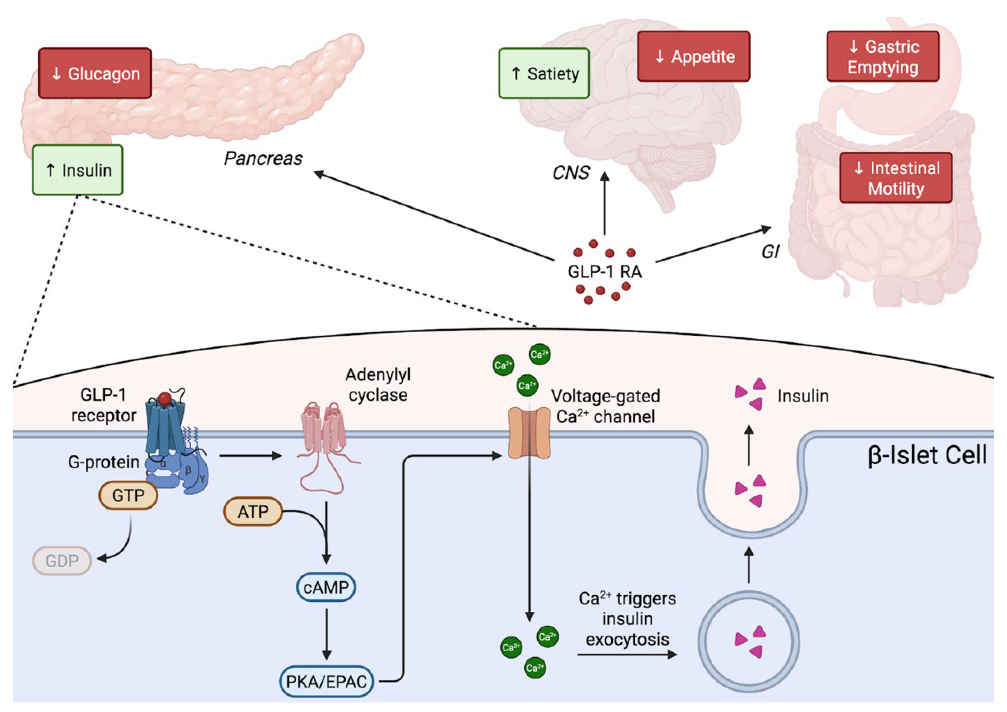 Diabetology 07 00046 g001 Diabetology 07 00046 g001